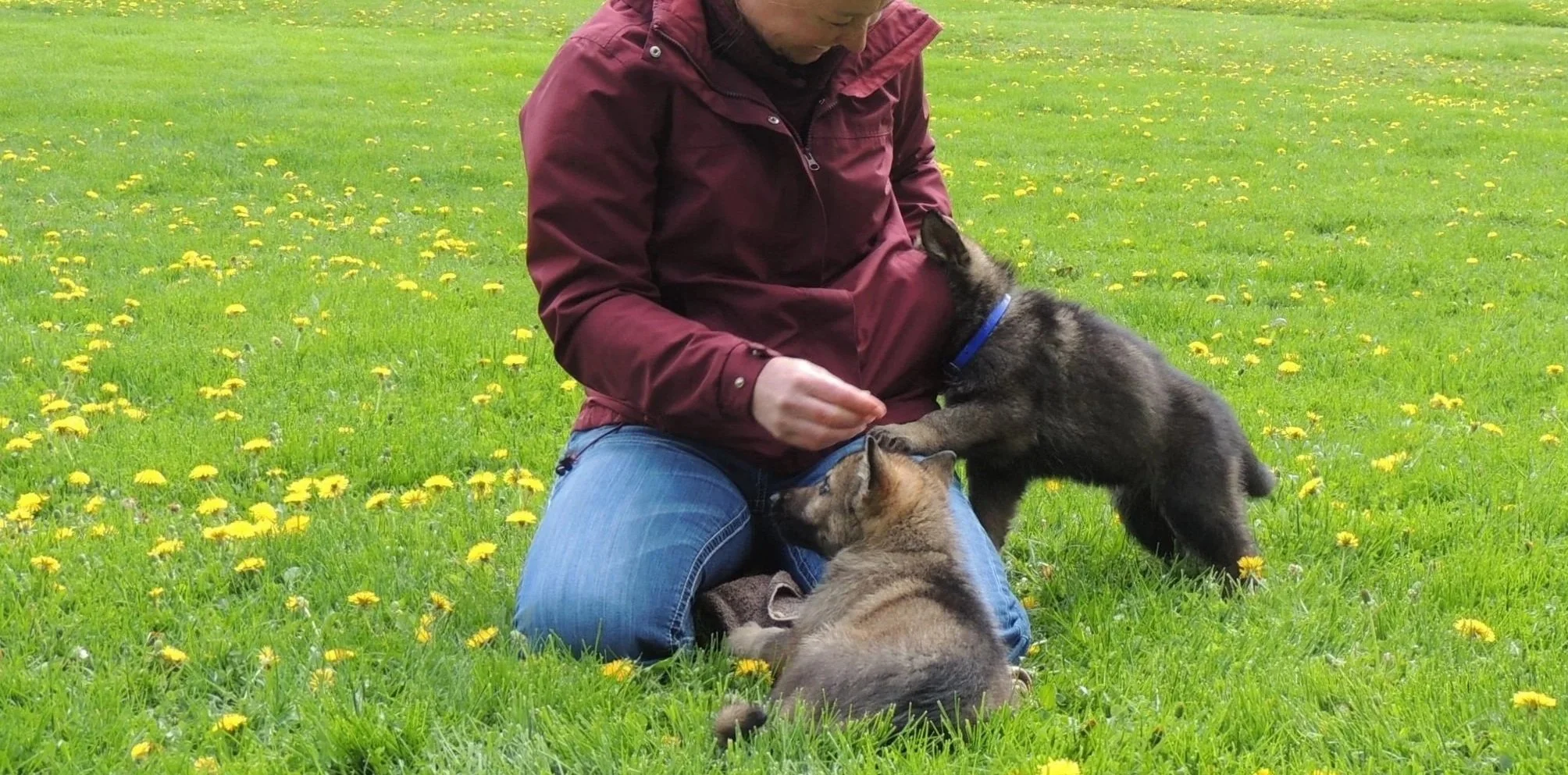 A clever pup helping himself to visitors treat pocket.