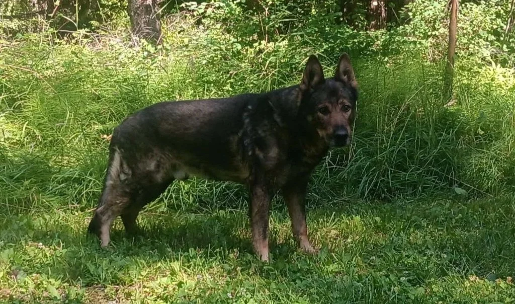 Now in his 13th year of age, Kona of Mission Mountain; CGC, ACT 1, PennHIP 90th /Normal