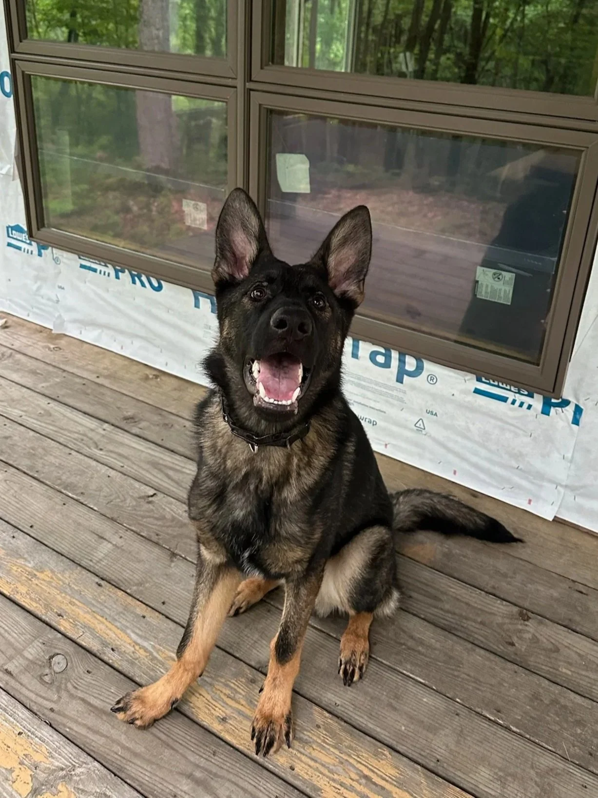 Young male in training for bomb detection.