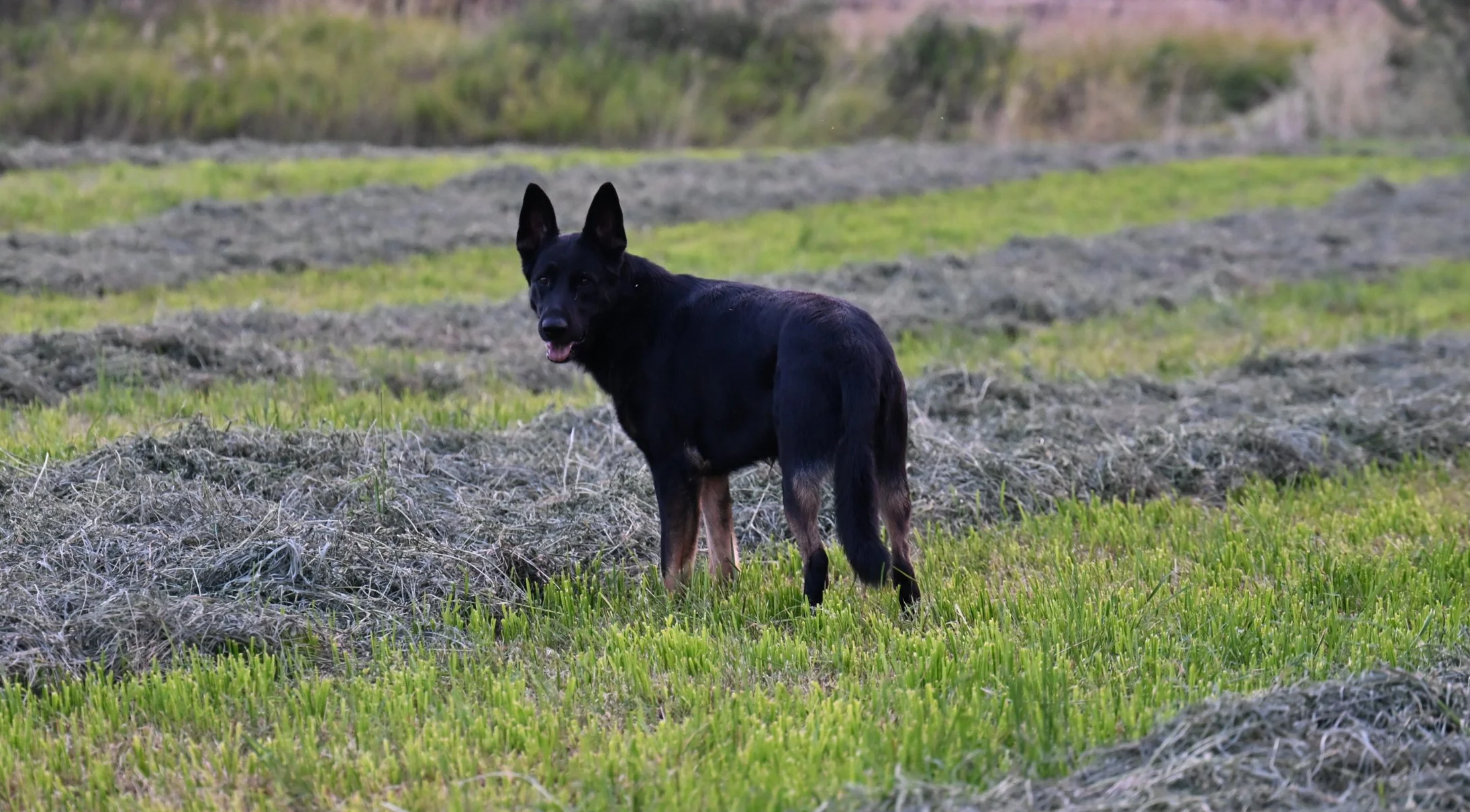 Jack, late evening walk