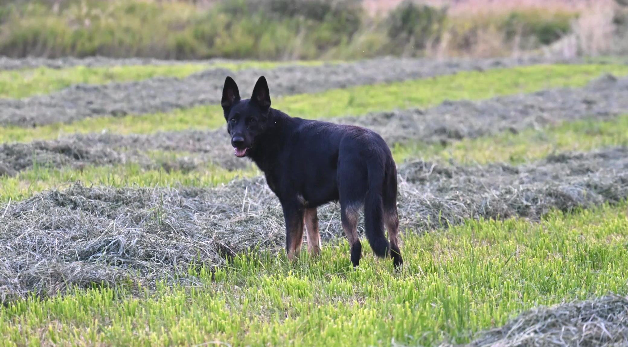 Keeping an eye on me during a late evening walk with one of my best guy's Jack!  A litter sired by this very nice male is due Oct 14th!
