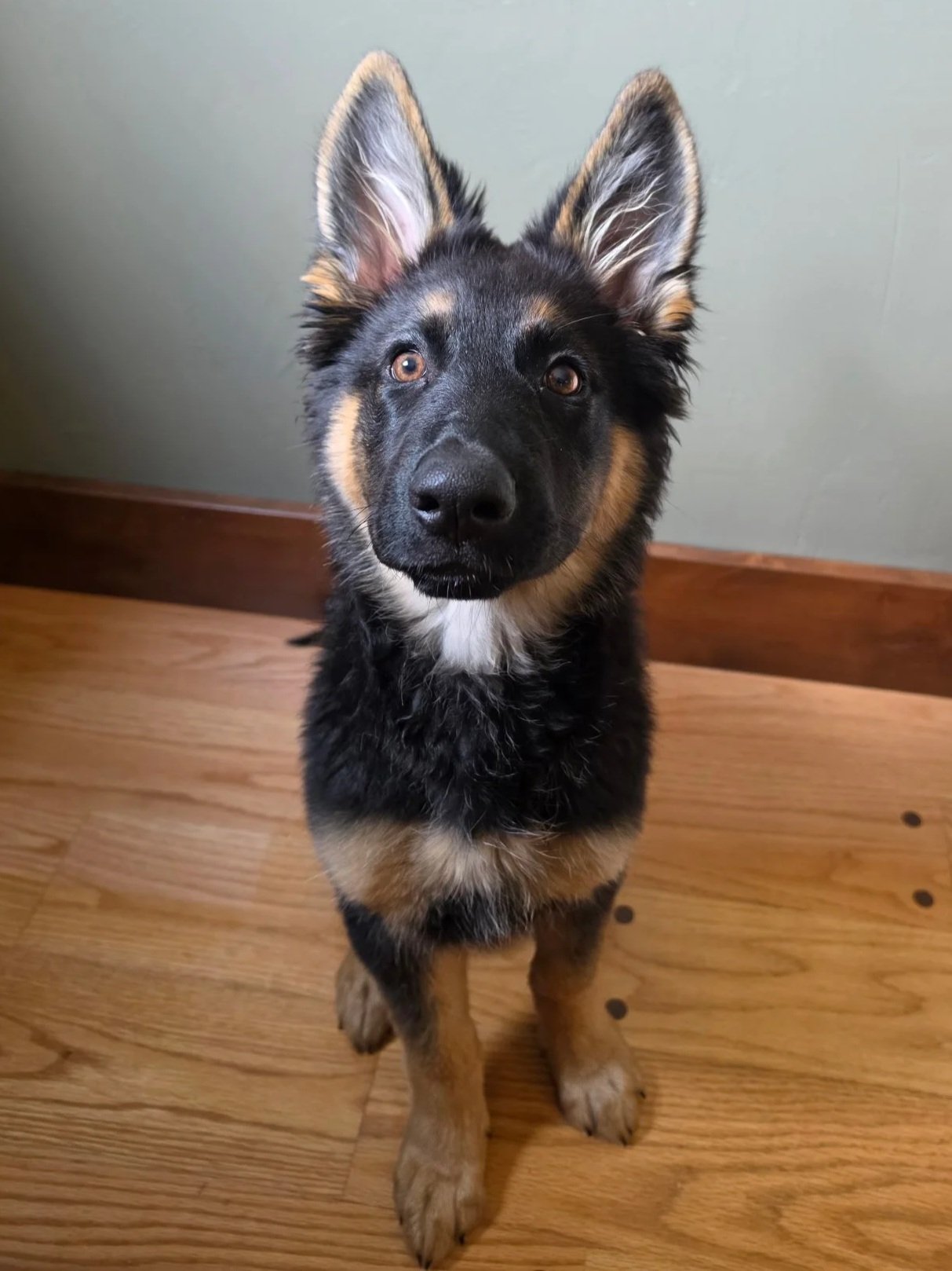(Rain) Pretty sure she's the cutest puppy I've ever seen 😍 and I think everyone else agrees 🤣 if we charged $5 a pet when in public we might not have to work hahah.
She is doing great! Very smart. She loves people and dogs. She needs a lot of menta