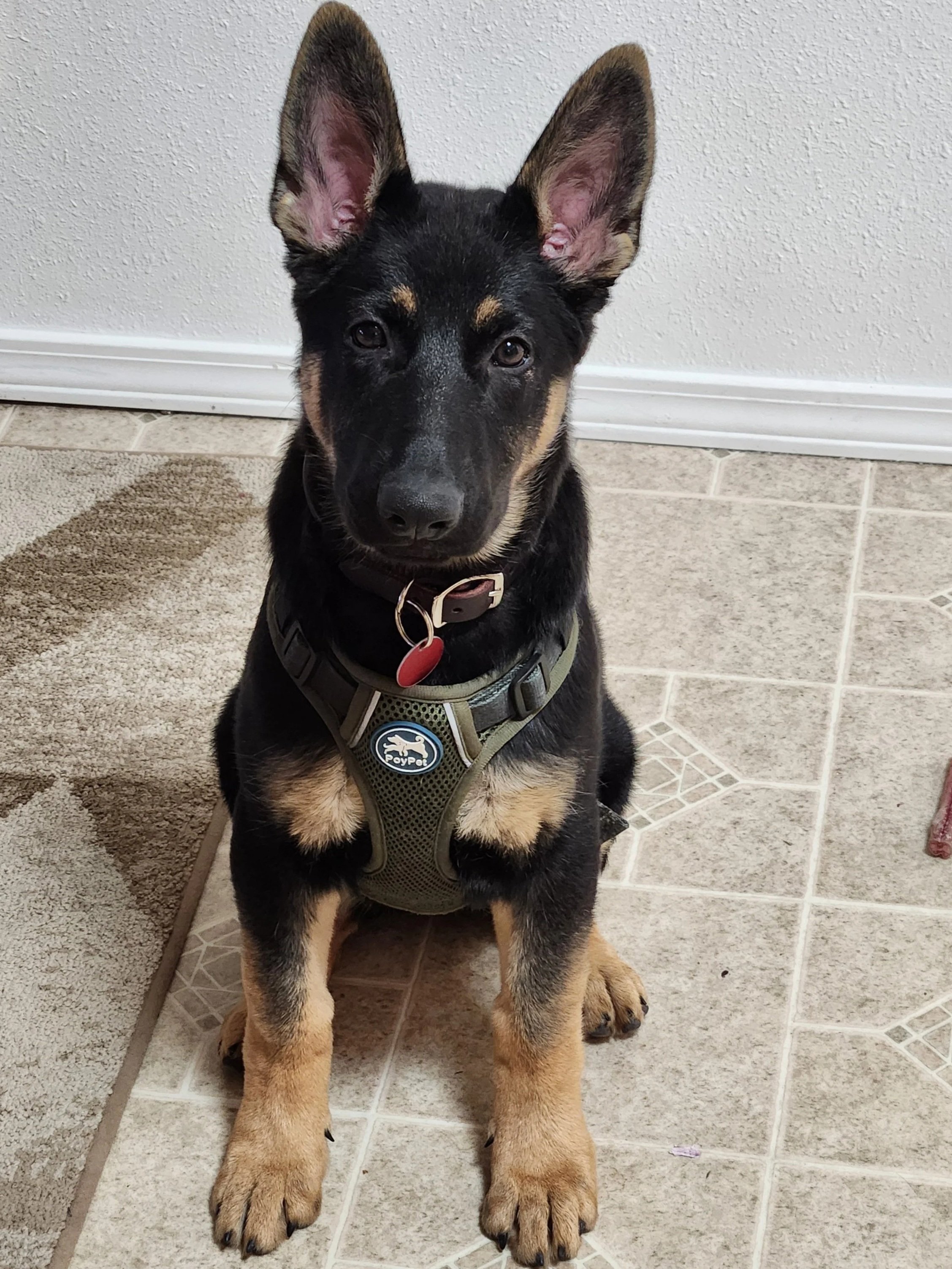 (Roxy) Hi Ramona,
She is very smart, not really afraid to try new things and is showing alertness to noises as in protection producing some barks and occasional growl. I am happy to see that.  As of yesterday at the vet, she weighed 39 pounds.
We hav