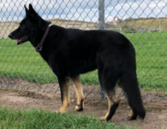 Dear Ramona, it is with a broken heart I want to let you know I lost my hiking partner and best friend. Klancee (Ravenna of Sapphire Mountain). Born Sept. 22 2012. Jaxon of Sappphire Mountain,- Flame of Sapphire Mountain. She was 13 years old however