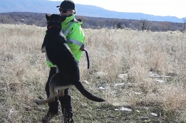 (Selah lived into her 12th year.) SAR Selah of Sapphire Mountain; Trailing 1, Cadaver 2. Owner wrote to us in part "The proof is in the skill and excellence of the dog. I am so proud of her." Rae