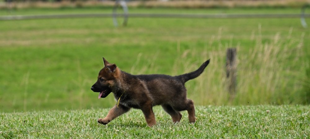 Yellow collar female