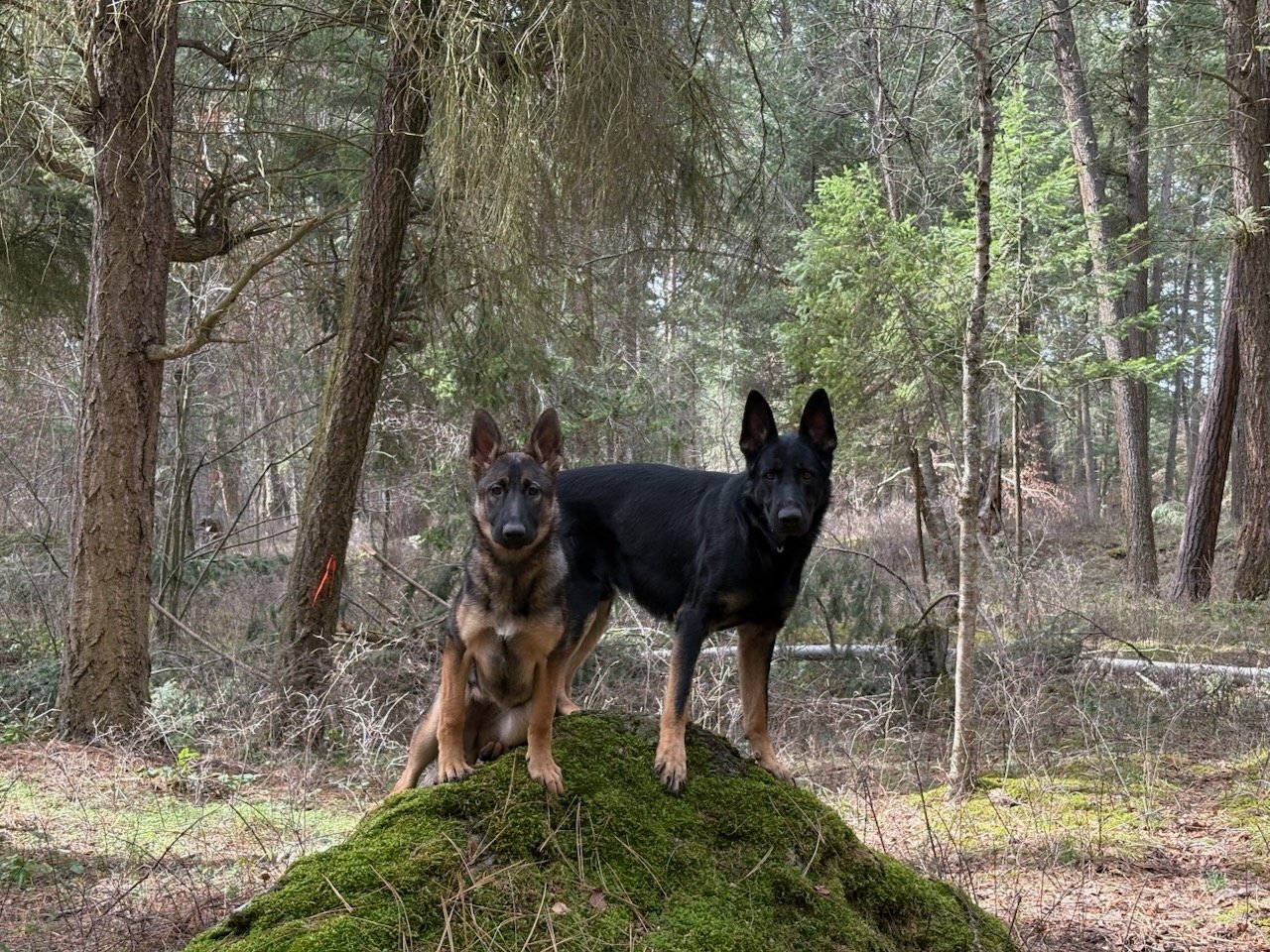 Jack with young female Monet.