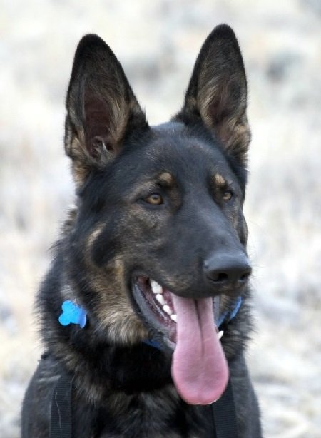 SAR Osa of Sapphire Mountain;
Cadaver 2, HRD, Water Open, Water Shore, Trailing 3, Air Scent, Evidence, Urban Trailing, Certified Working Narcotics dog for Lewis & Clark County.