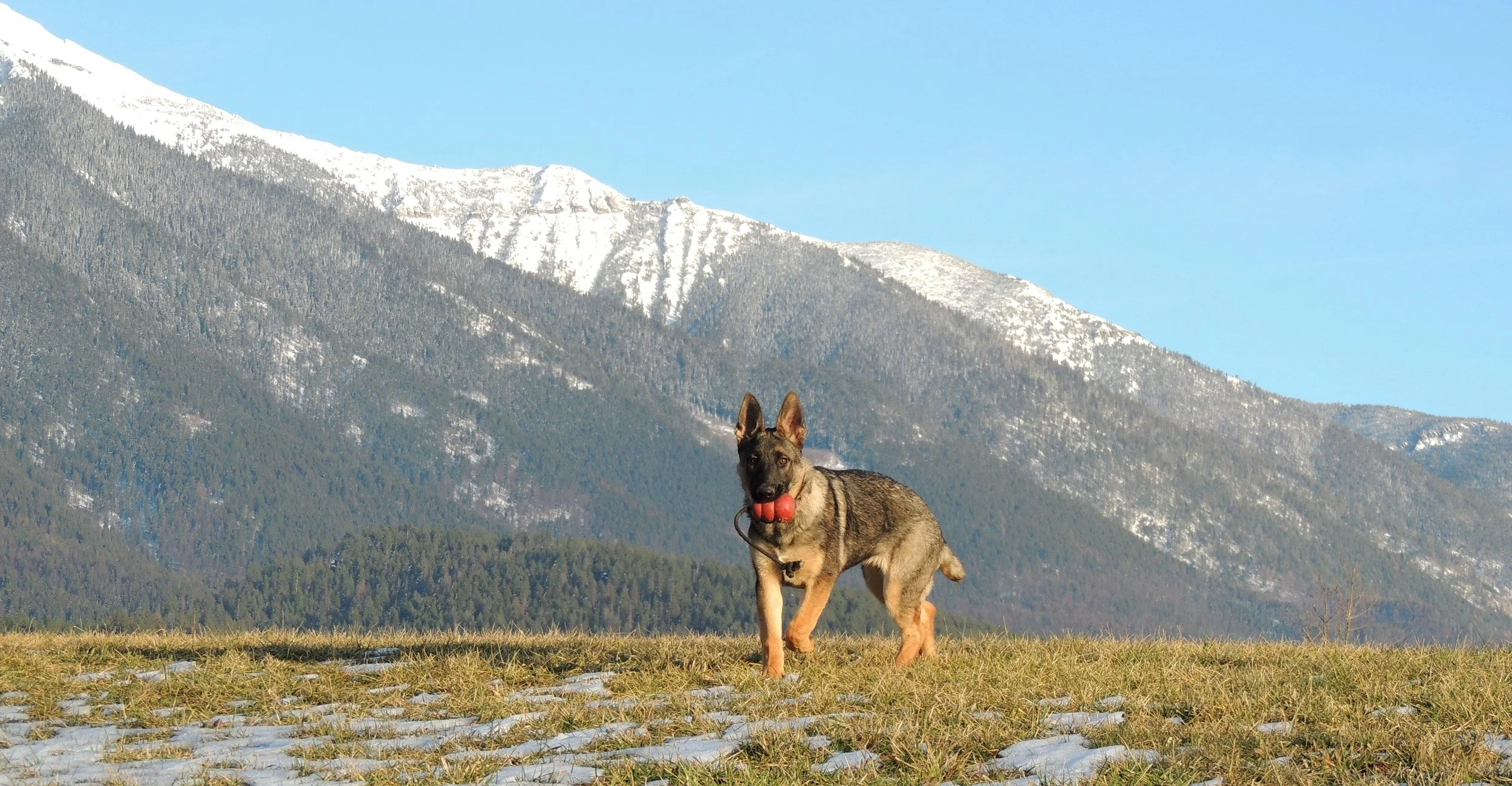 A beautiful afternoon and a lovely young dog.