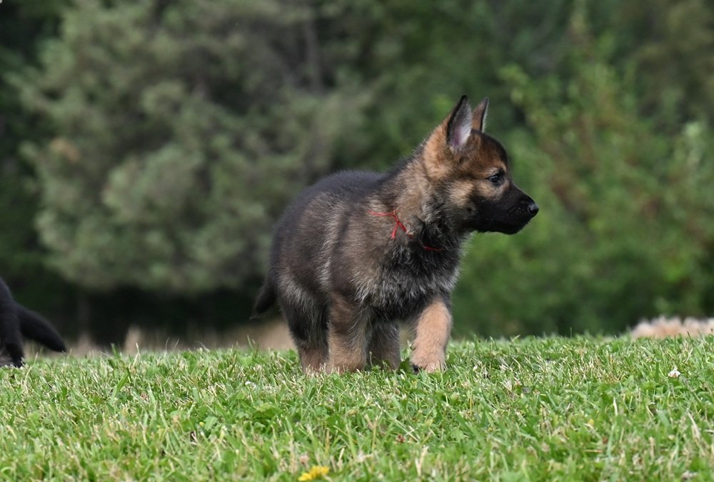 Red collar male