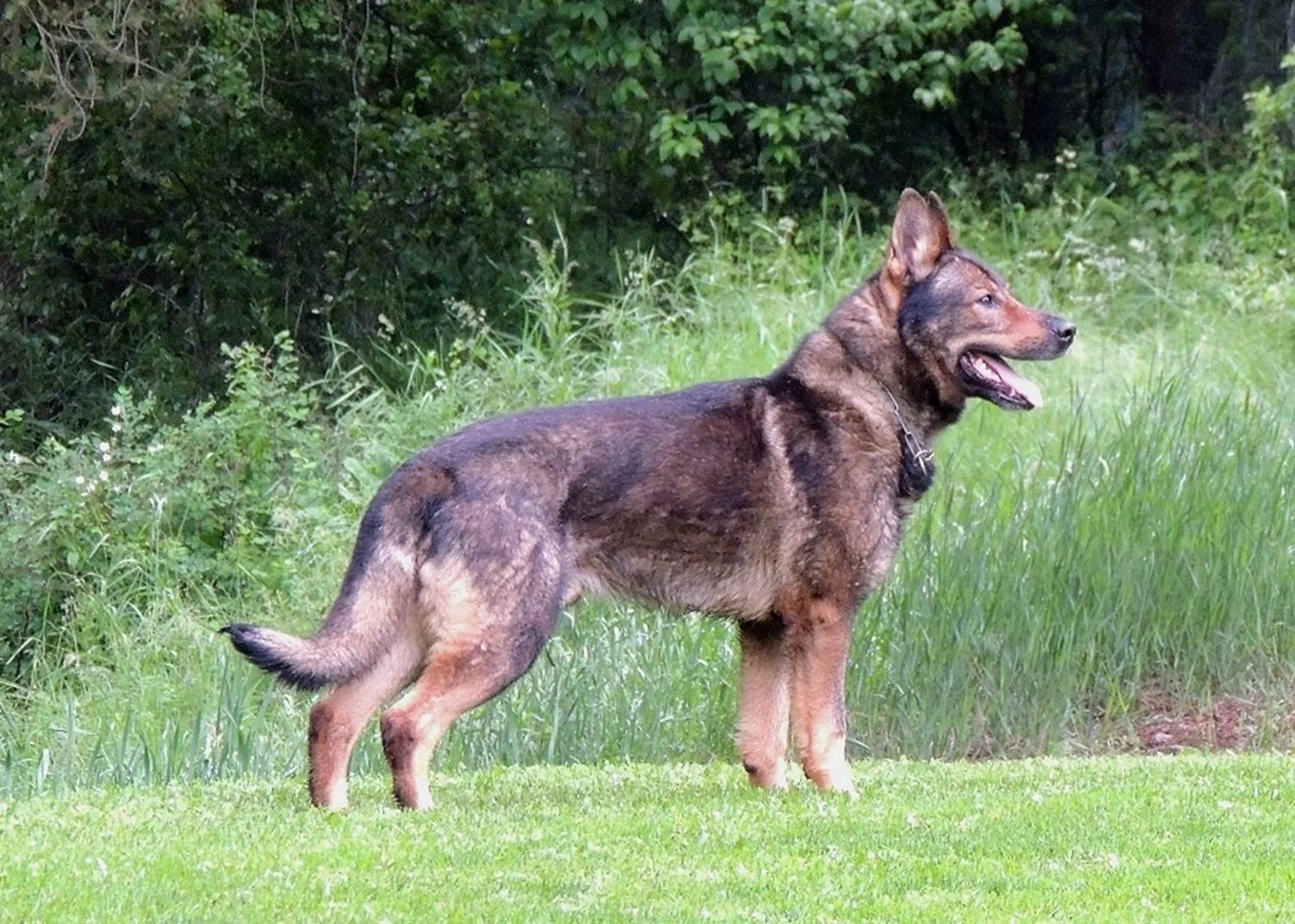 Kona passed away at 13 yrs 4 months.  We remember him for his presence, beauty, character & his many wonderful, healthy, accomplished, pups he provided for our clients.