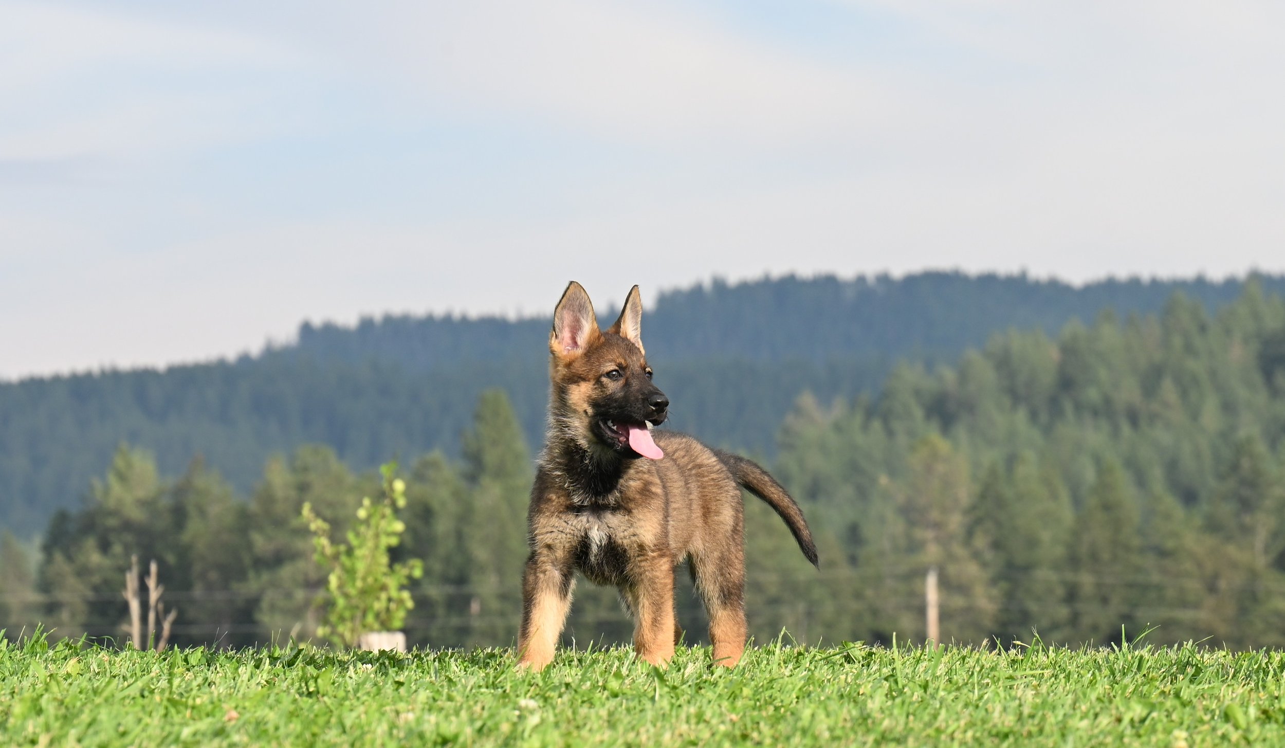 Jack sired two litters of bright and beautiful pups!