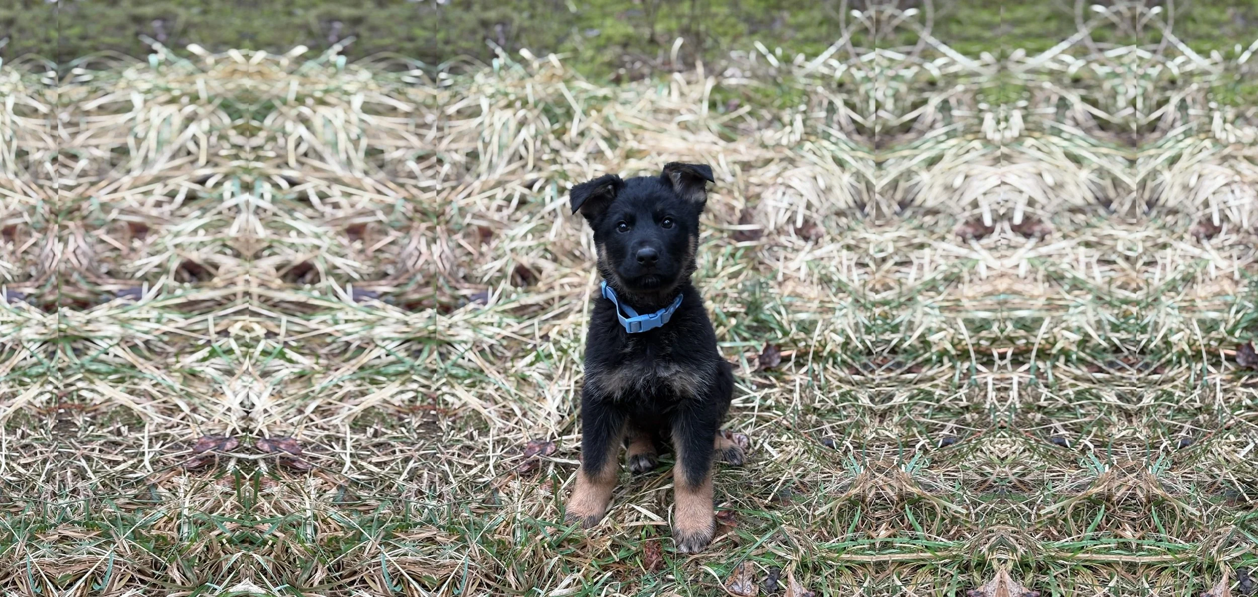 A breeding of hard-working blood refreshed with beauty resulting in a full litter of good character, working drives & health. Pups placed coast-to-coast in Police/SAR/Detection/Family.
