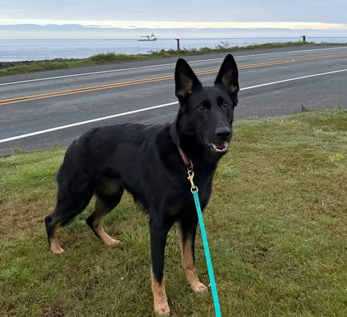 Skye, getting in some urban obedience practice for upcoming CGCU & CGCA titles. Behind her is the Strait of Juan de Fuca and beyond, Vancouver Island