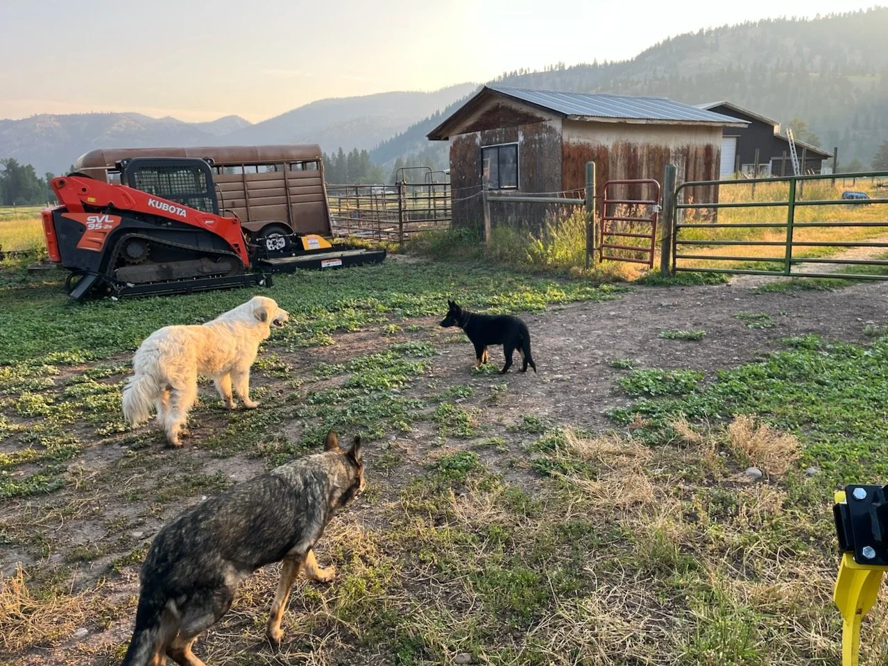 (Rochs) Good morning!
Rochs is now a confident, fully accepted member of the canine brigade.  Took these pictures on the morning rounds to check on things.