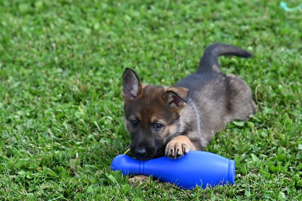 Yellow collar female