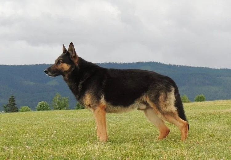 (Vlad at 12 years & 3 months). Vlad of Sapphire Mountain; OFA Preliminary Fair / Normal, Full Dentition, CGC CGCA CGCU ACT 1.