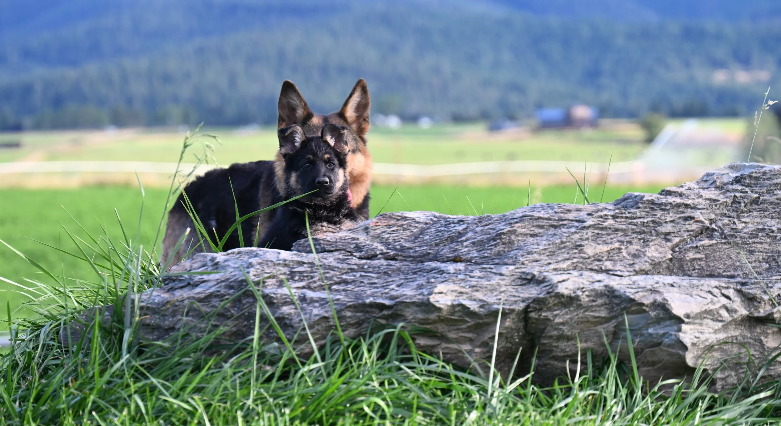 A strong working prospect from Jack & Penny.  No surprise with the pedigree behind her.