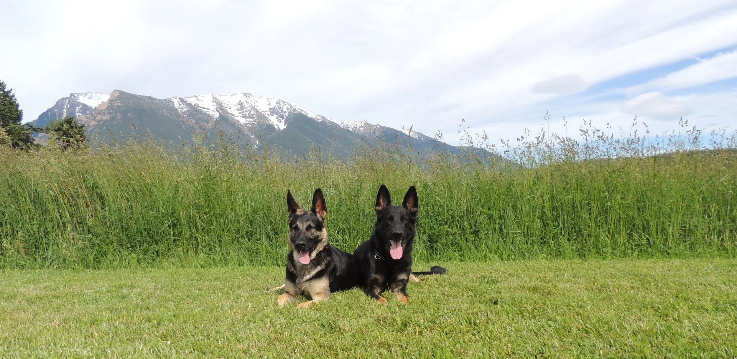 Jack with his sister practicing a good down stay.  Progeny of Xurk!