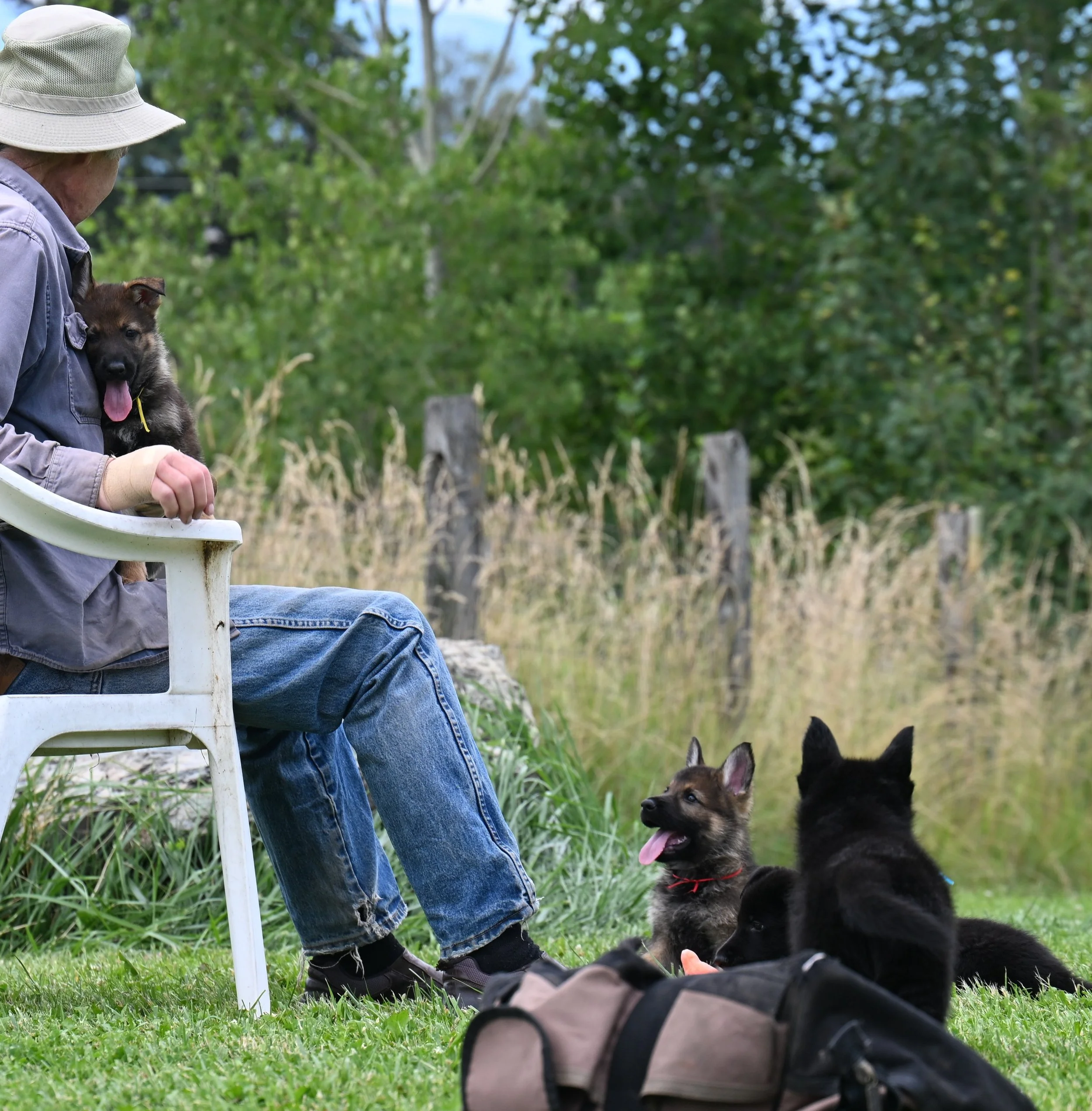 Yellow collar female on visitors' lap while Red collar male waits his turn.