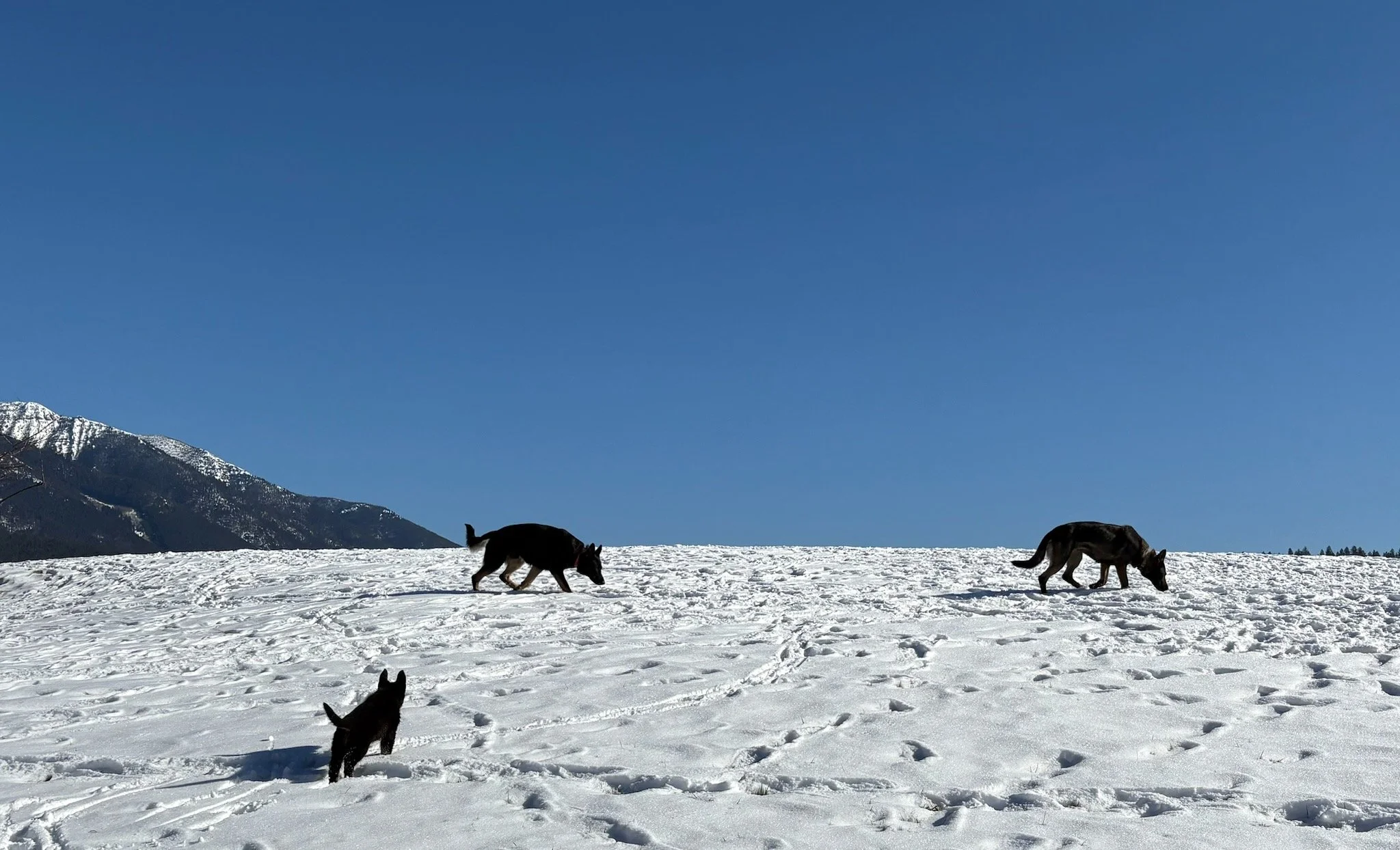 Enjoying one of those incredibly beautiful, blue-sky afternoons with our dogs & pups.