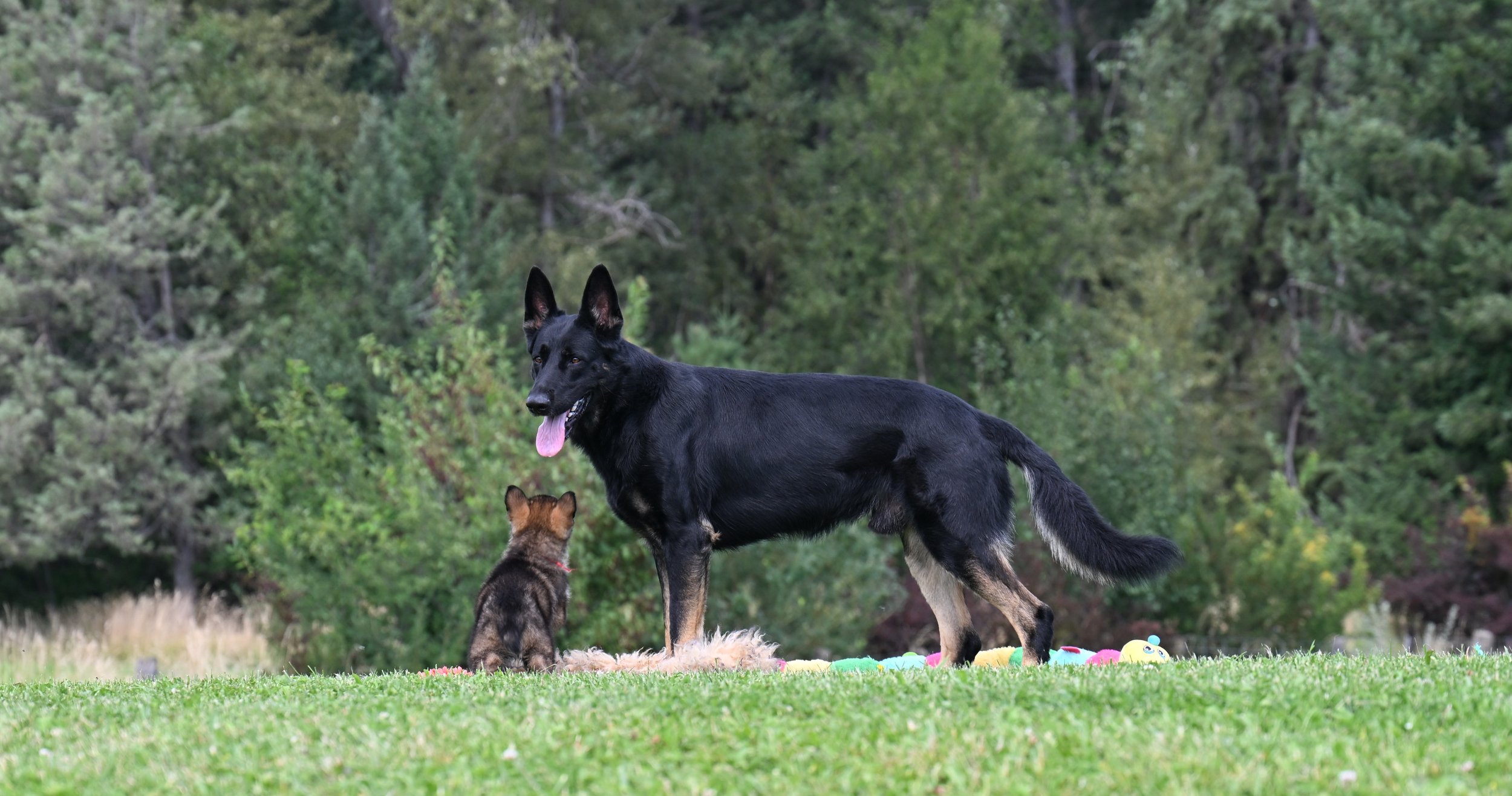 Jack with one of his 6.5 wk old pups (red collar sable male).