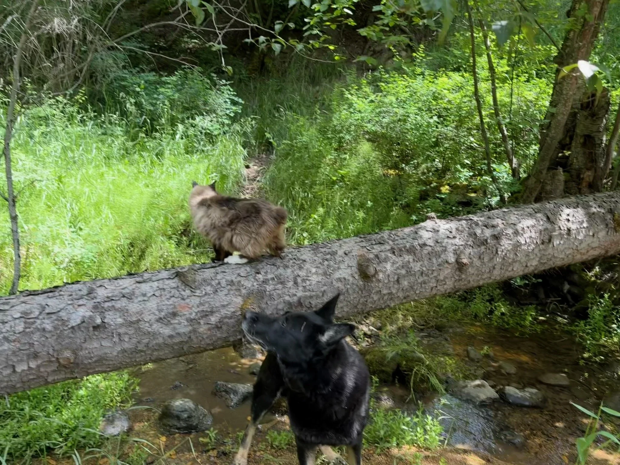 Xurk found our old missing barn cat Fluffy today during a walk with pups. Good boy Xurk!