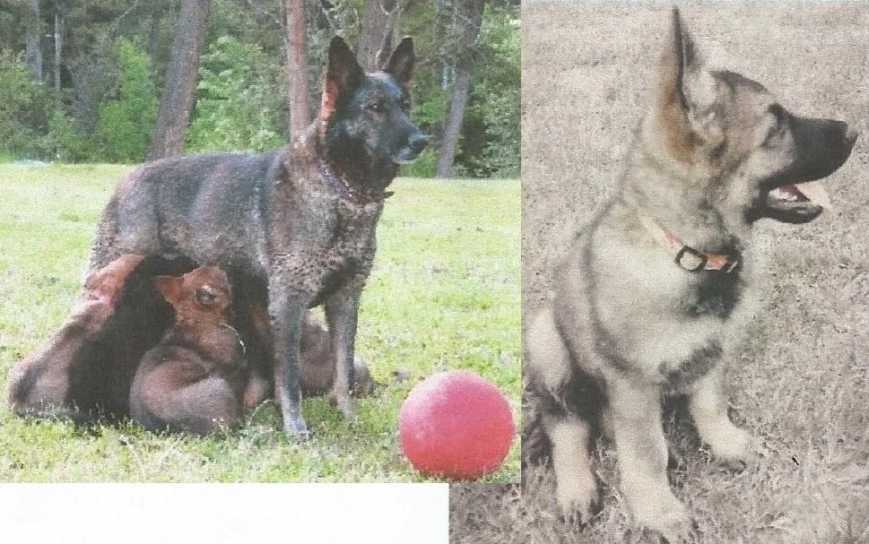 Almost 13 years of age...(photo as a pup and with mom) Hi Ramona, it's with a heavy heart that I am reaching out to you today. We had to put Shep down yesterday. She was from the Y litter. You definitely picked a good one for our family, she was the 