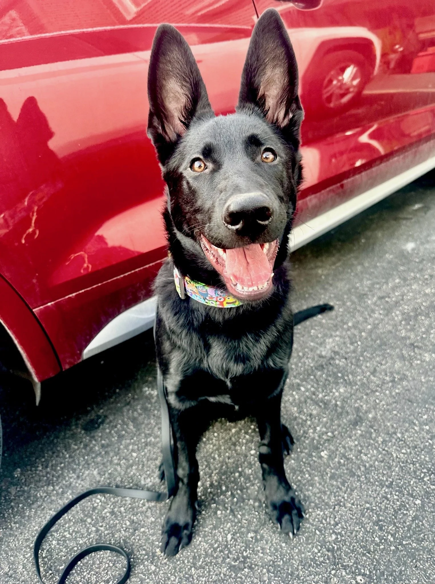 Jett, young dog TKN titled. Gone through obedience class, very good nerve/reaction to various stock animals/dogs/people/loud city noise/hangs out at a busy animal health clinic...Also, an advertisement model for a raw dog food company (no surprise fr