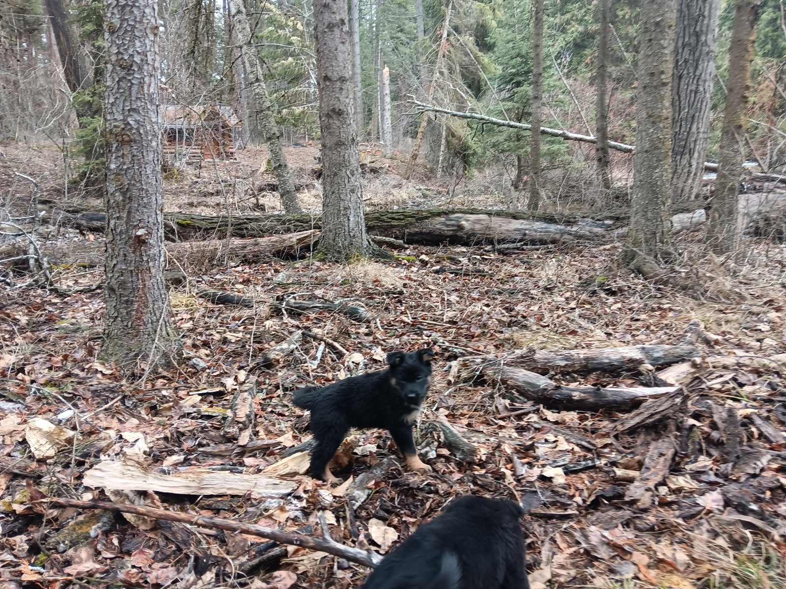 forest walk
