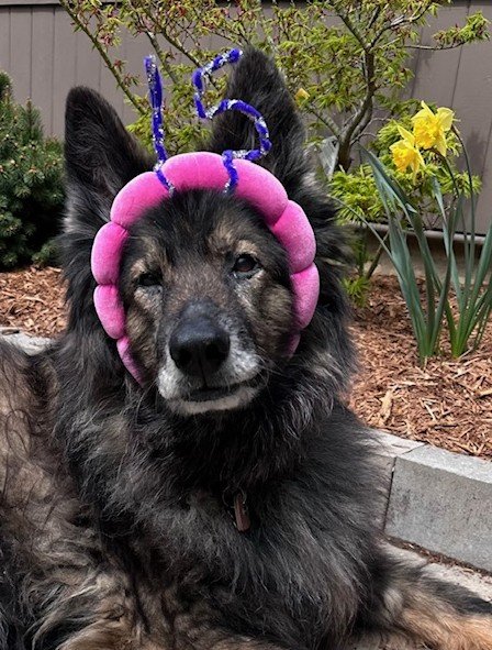 (Still alive in her 15th year). Kinze of Sapphire Mountain; A beloved member of the Barat family who have owned 3 dogs from us over the years. The first was Odin who lived to 14.8 years (and is found listed on this page).
