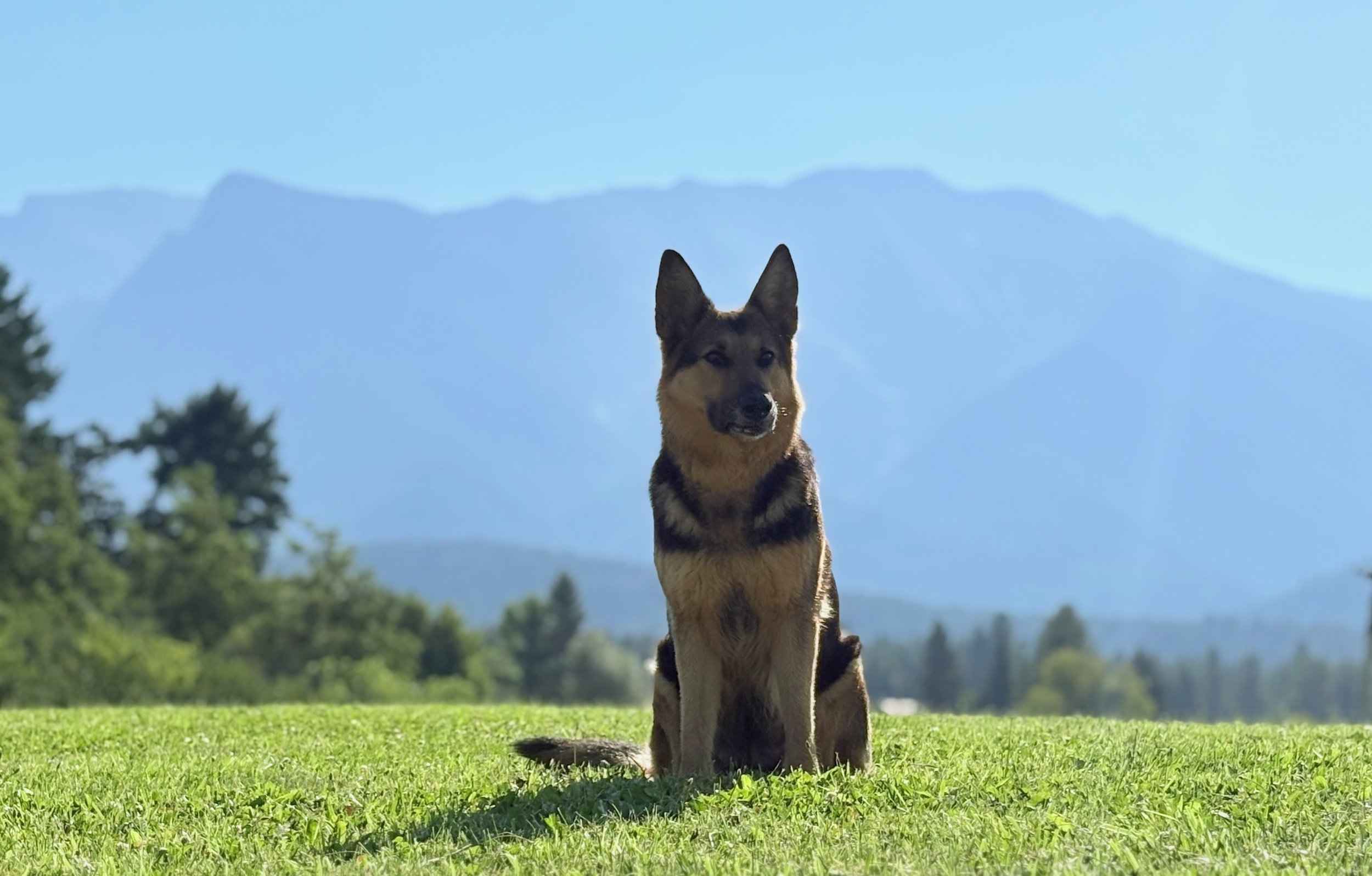 Very lucky to be surrounded by world class German Shepherds in the most beautiful of locations. Penny this morning, watching us irrigate.