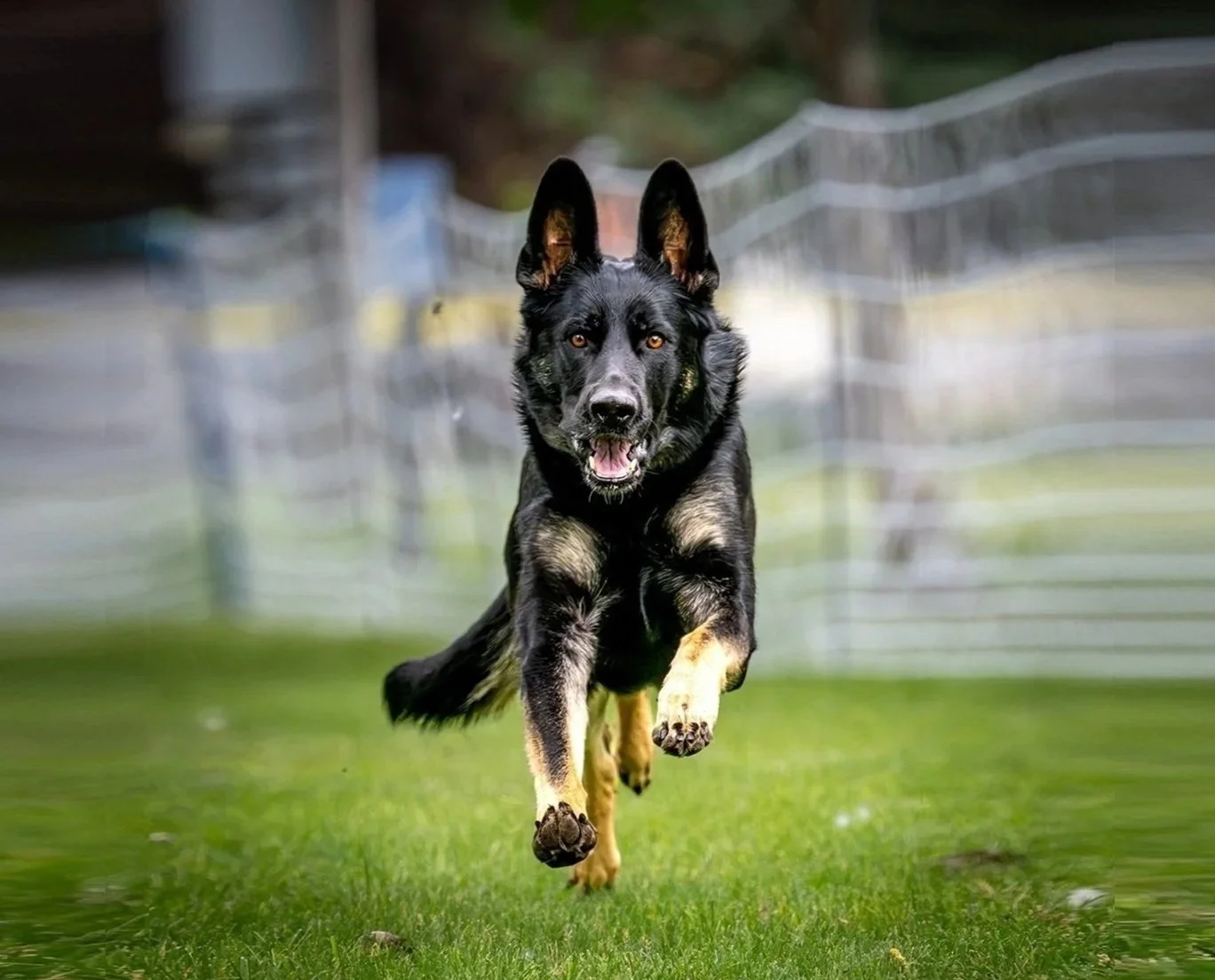 J Kobuk of Sapphire Mountain.  Steller character, training ability, health, countless titles earned by 2 yrs. Recently qualified with first pl. in both Rally Excellent runs, 97 / 98. And 2nd pl. 192 1/2 in Obedience.