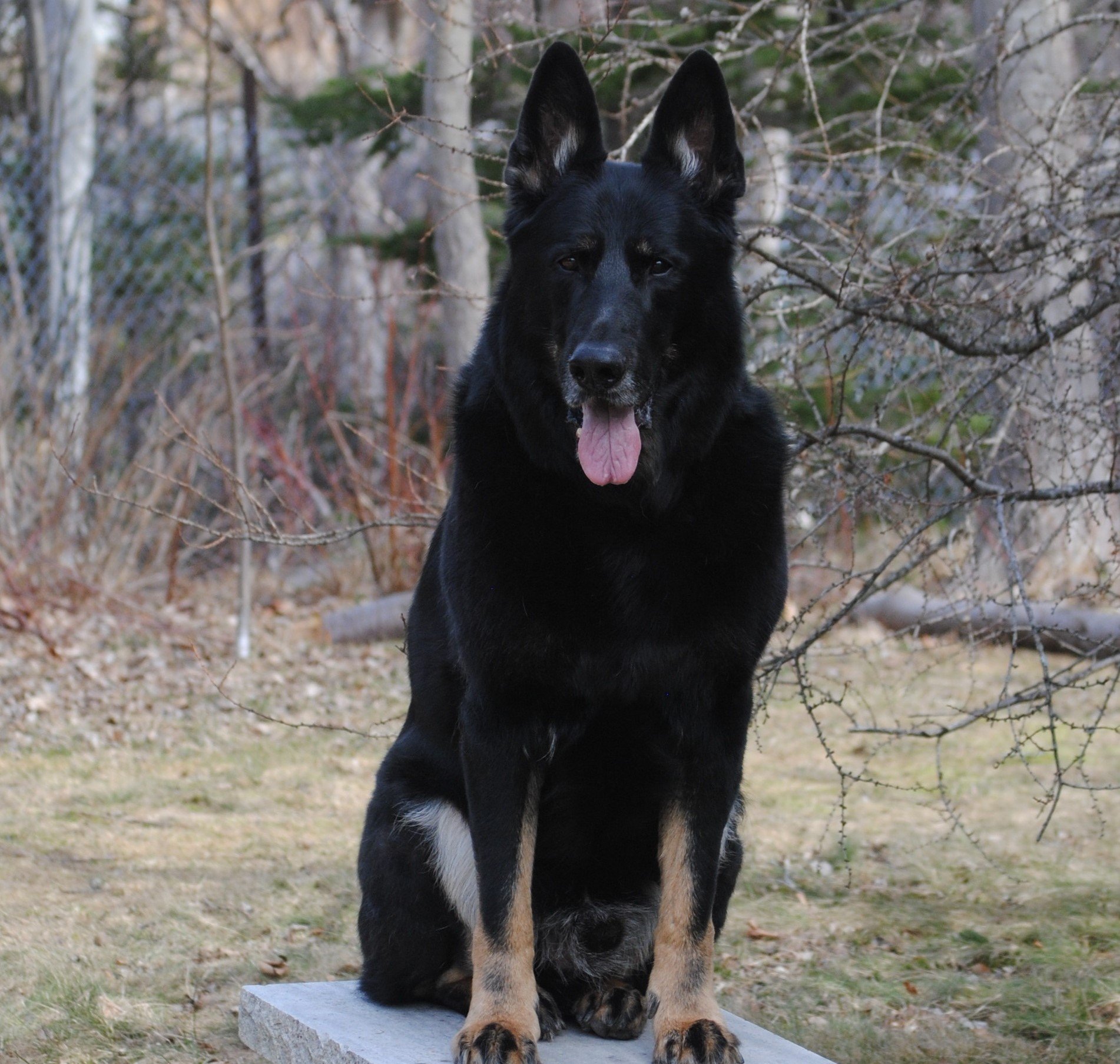 Kanto vom Feldhaus; May/23/2010 - Feb/15/2023 (photo on his 11th birthday). Kanto passed away just short of 13 years. Owner writes to us in part;
Kanto was everything I could ever have asked for in a German Shepherd dog and more. Kanto was incredib