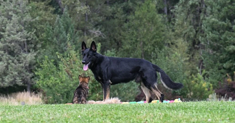 Red collar male & dad Jack