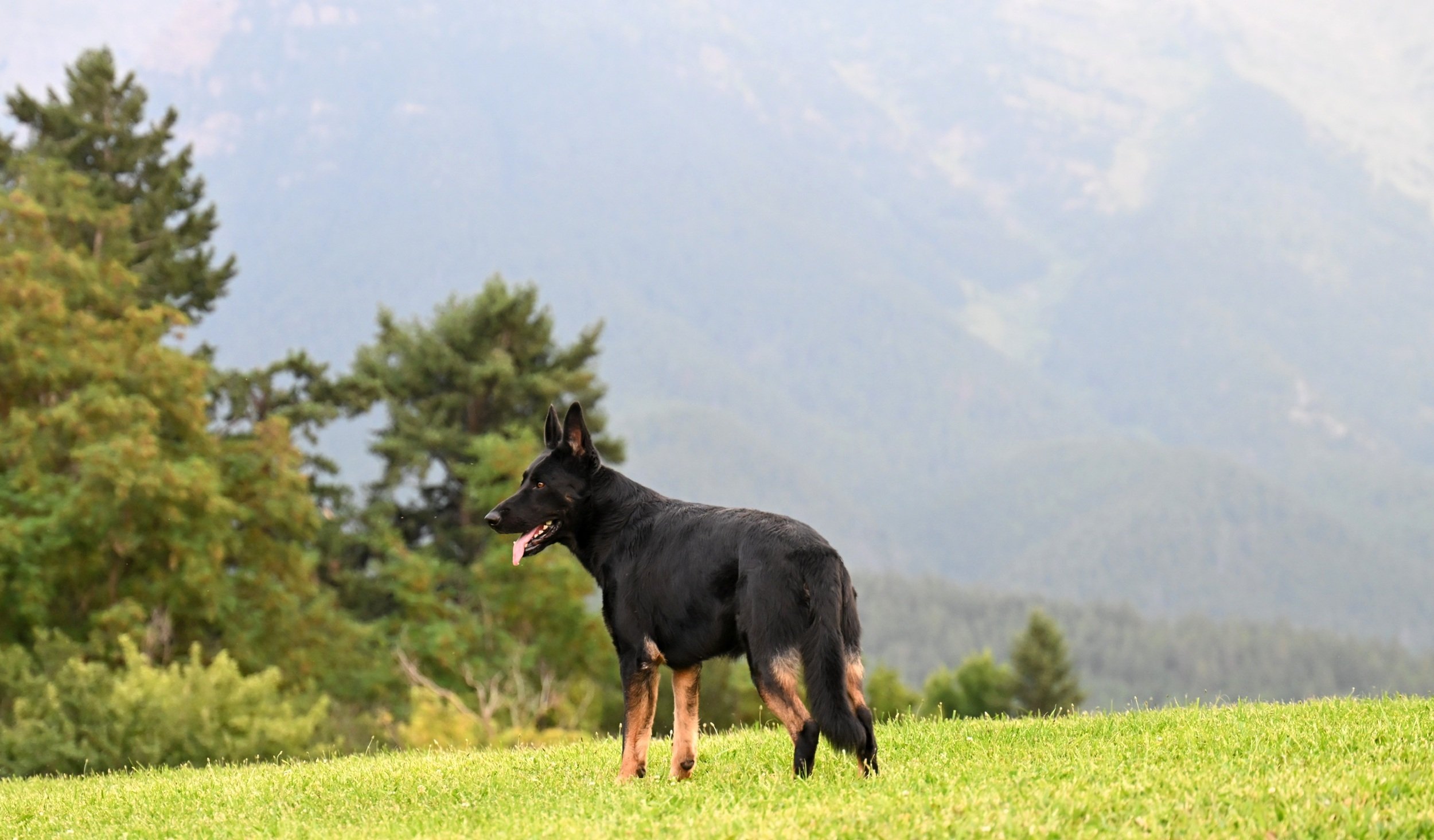 Jack, wonderful friend & protector, well bred, very good health-longevity behind him!  And he is a very good-looking German Shepherd. Litter due Oct 14th from him!