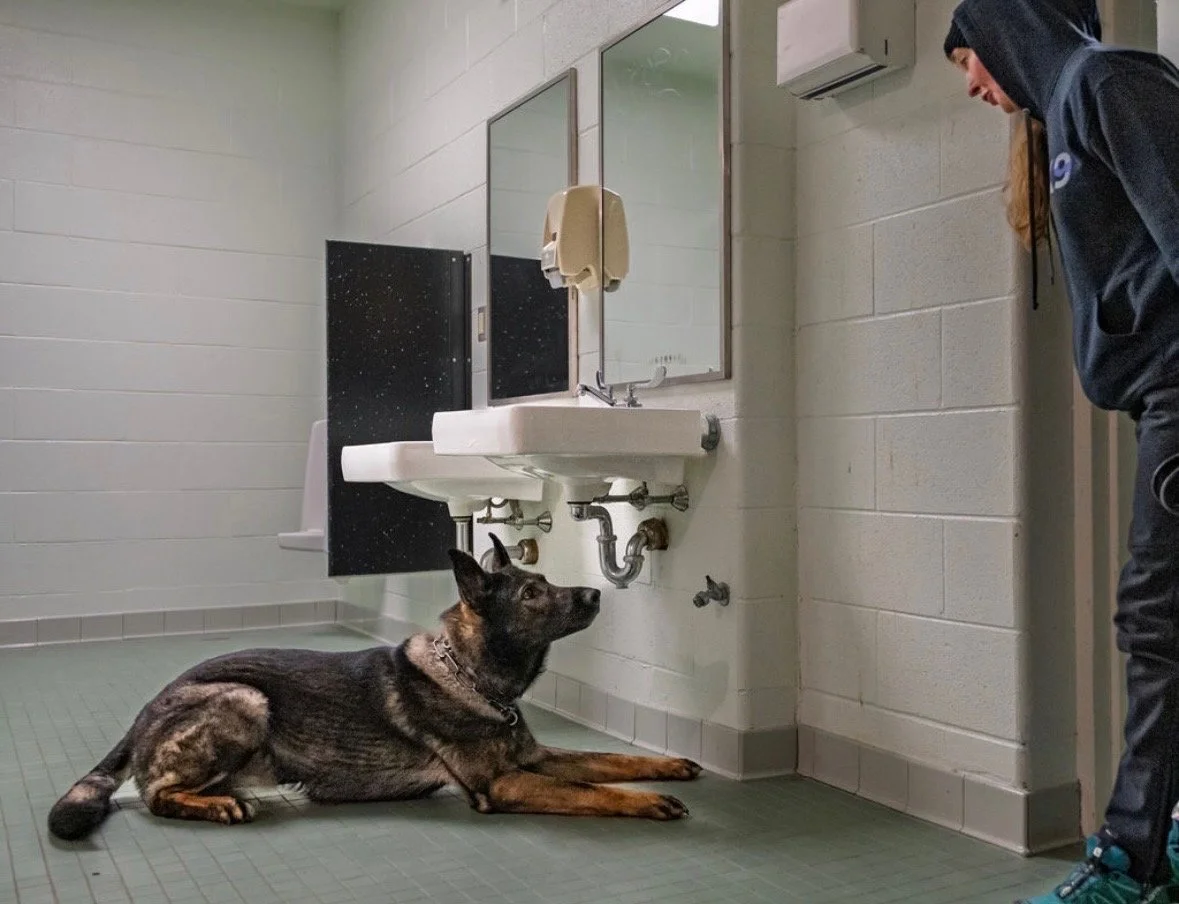  One of our dogs indicating source at K9 Law & Order. "Yedi"
OFA Excellent/Normal/Full Dentition/DM Clear. CGC CGCA CGCU WB AD BH-VT PSDD PSPD IPWDA Human Remains-Land Cadaver, PWDA Crime Scene,
IPWDA Open Water Recovery
Working SAR & Security K9 