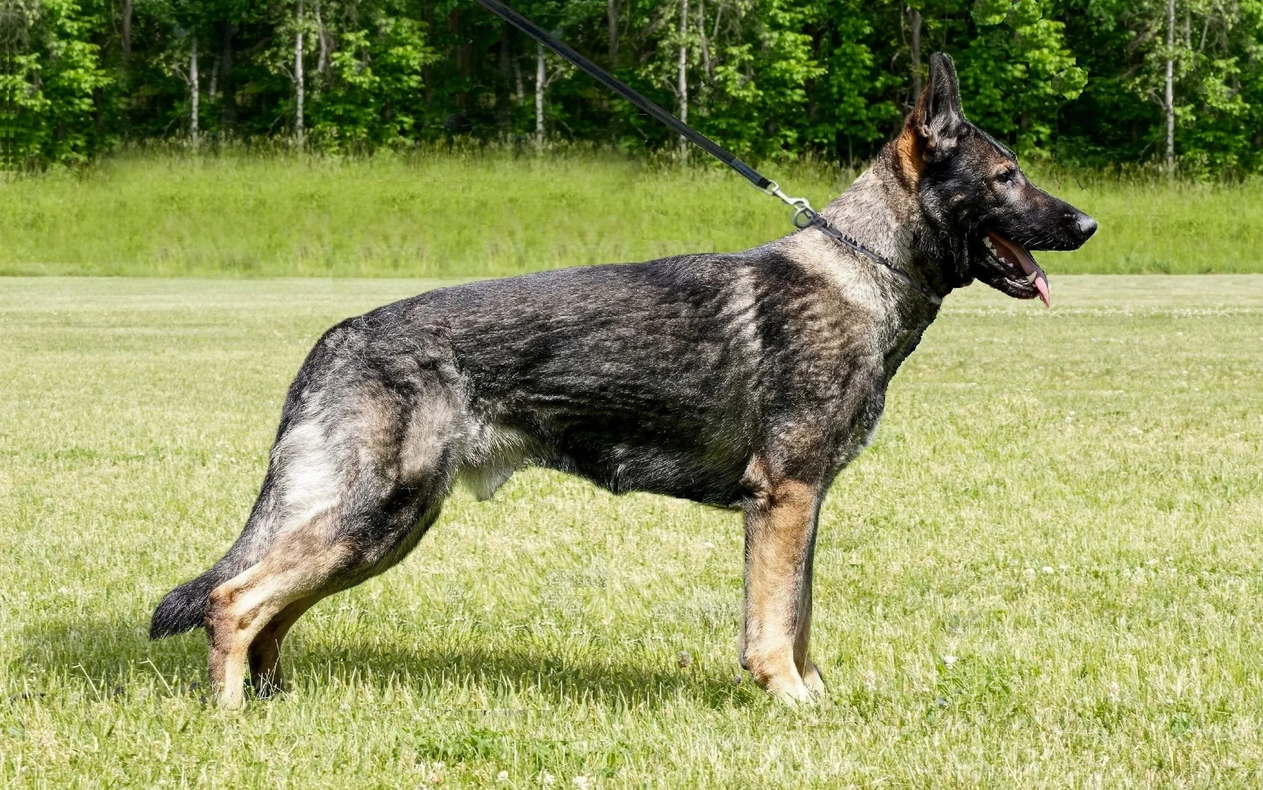 This Labor Day, we are thankful for all our excellent owner's training their outstanding working dogs.  YVES of SAPPHIRE MOUNTAIN
OFA Excellent/Normal
Full Dentition/ DM Clear.
CGC, CGCA, CGCU, PSDD, PSPD, SAR-W, WB, AD, BH-VT
IPWDA Human Remains - L