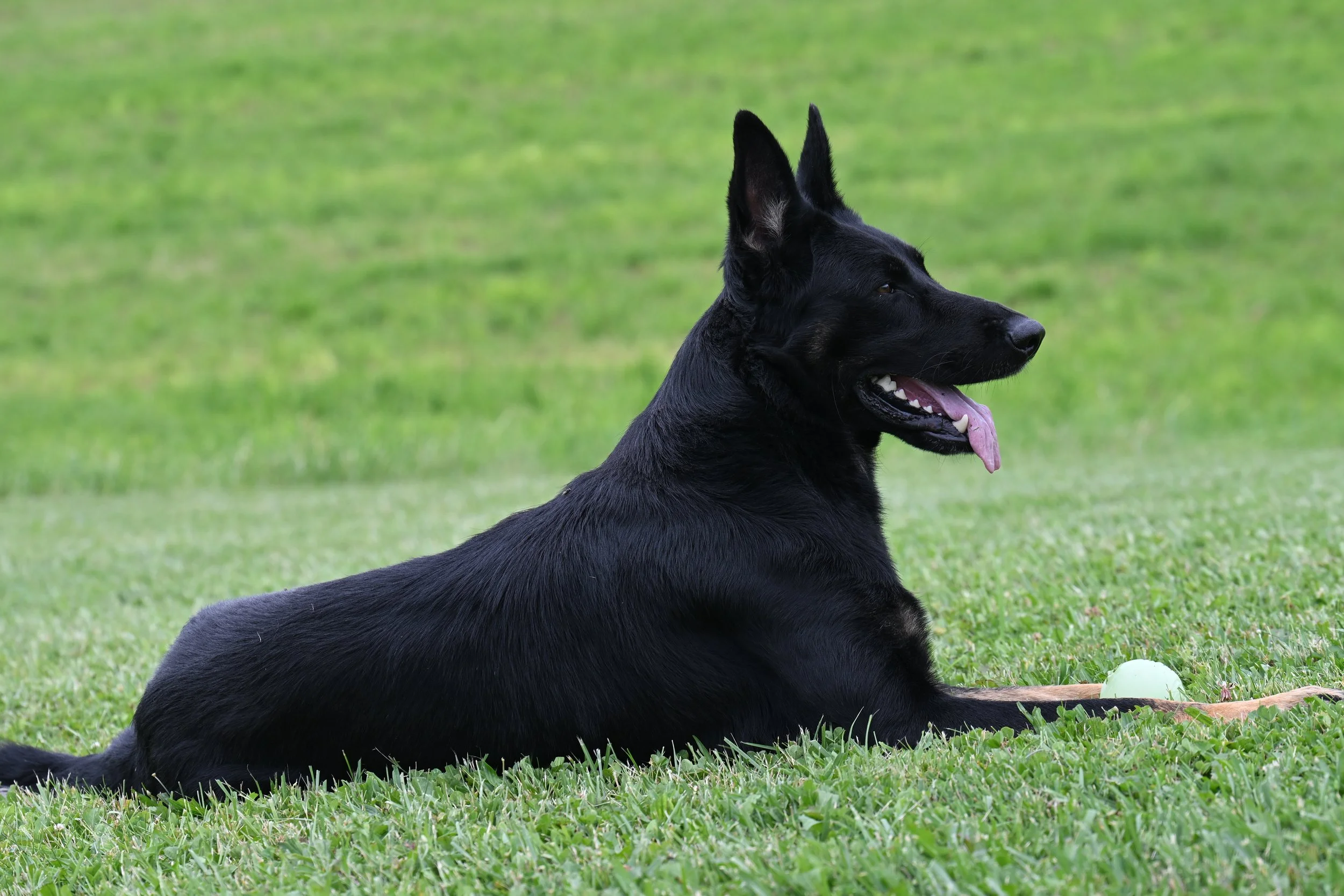 JACK of SAPPHIRE MOUNTAIN (son of XURK)
PennHIP .28 / .31 (90th percentile).
OFA Preliminary Good / Normal / Full Dentition / DM Clear
FITB, VSWB, ACT 1, ACT 1J, TKN, CGC, CGCA, training in tracking.