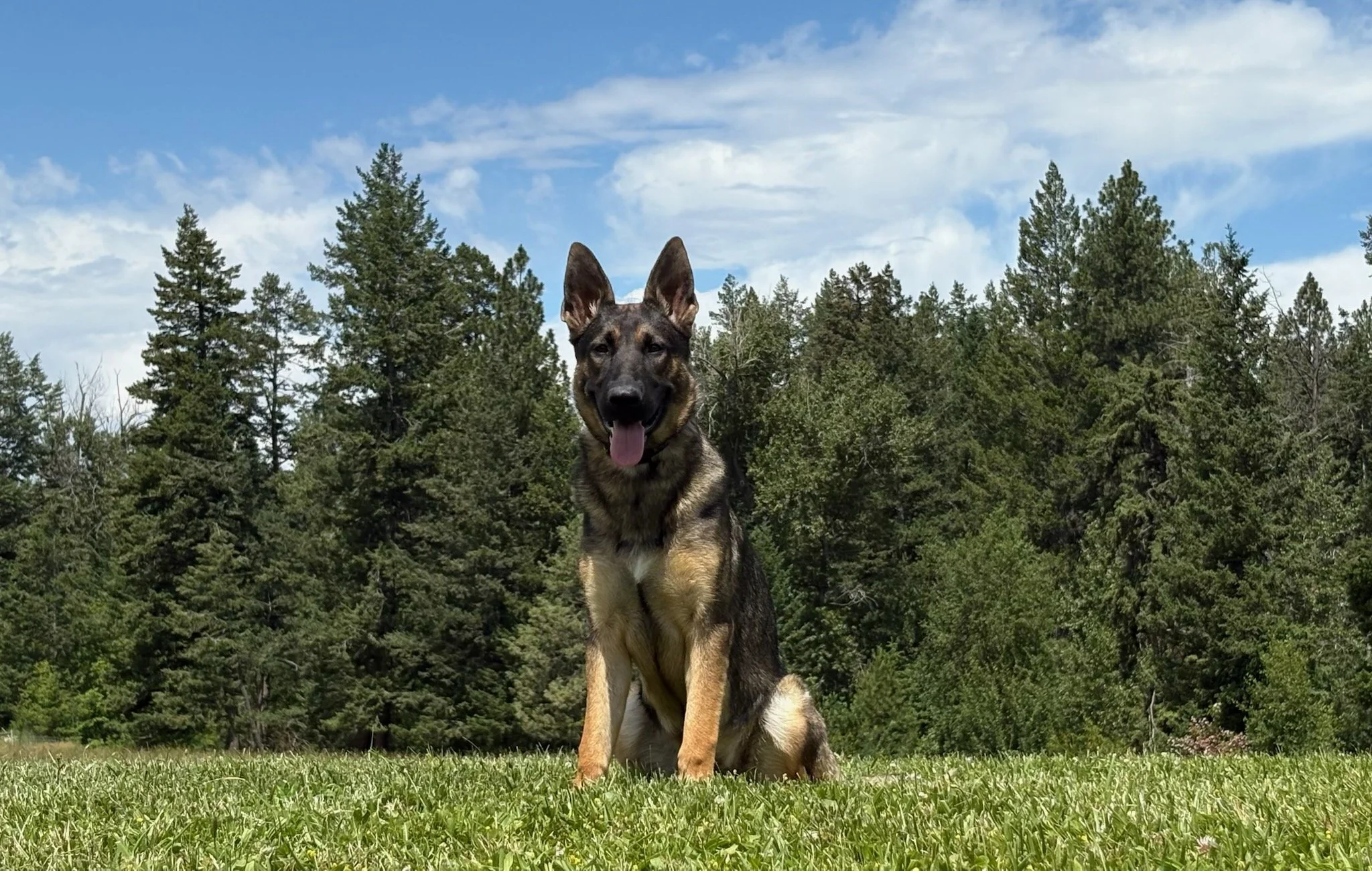 The lovely Monet of Sapphire Mountain, daughter of the highly respected PSD Donner vom Haus Shoal & Dalai of Sapphire Mountain, an IGP 1, working Security K9.
