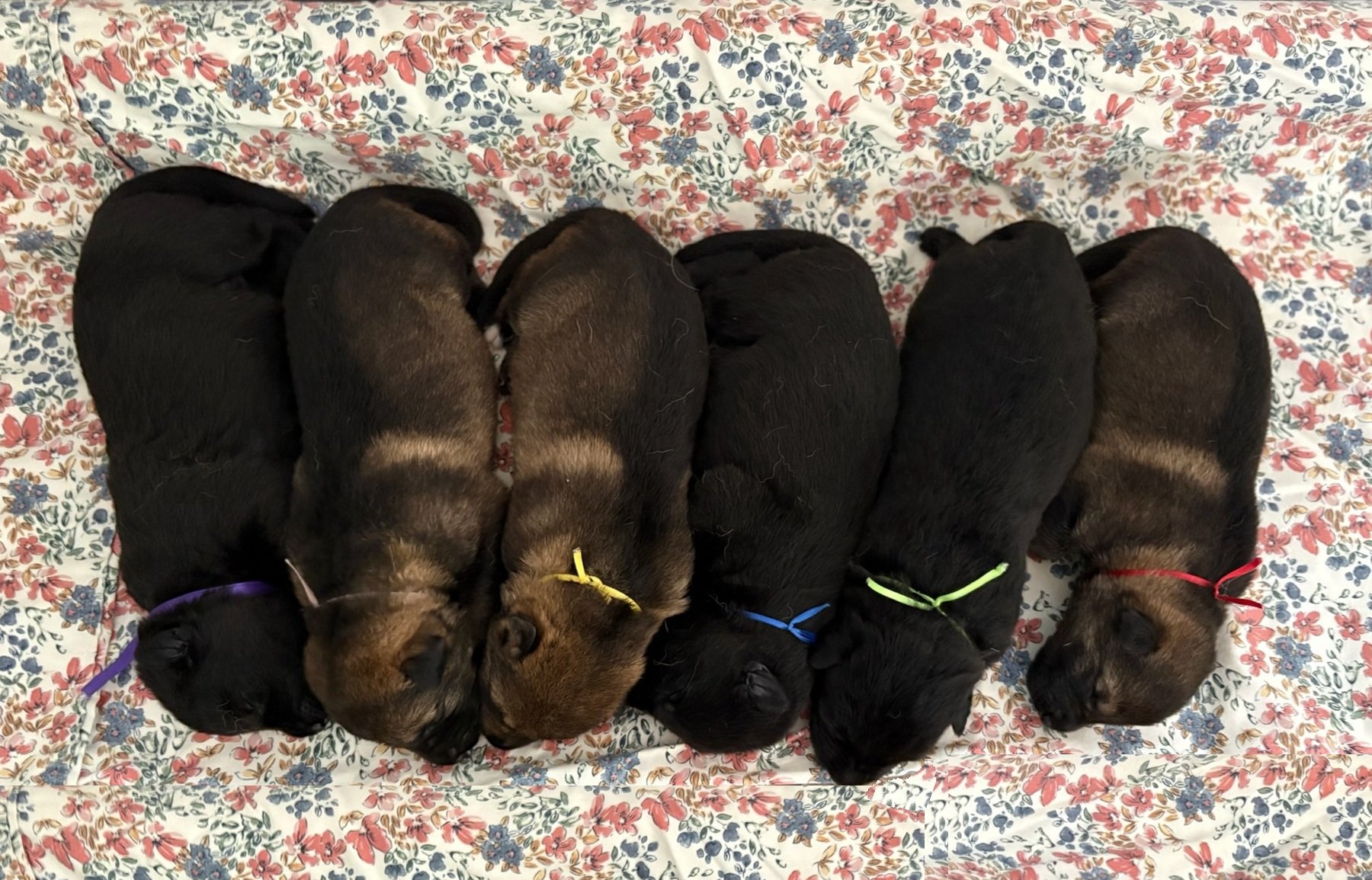 1 week old, Jack- Yogo litter. 3 females left / 3  males right. All reserved.