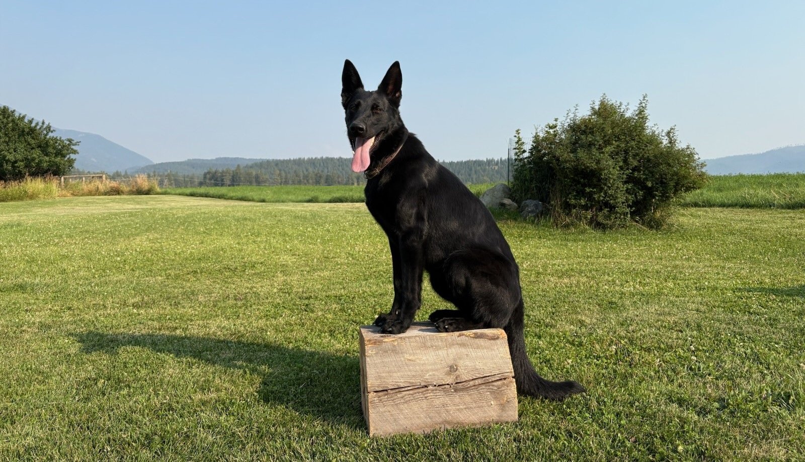 Indigo of Sapphire Mountain, a very lively, high drive female of excellent working blood. ACT 1, ACT 1J, FITB, CGC, VSWB, TKN,
OFA Preliminary Good / Normal / Full Dentition.