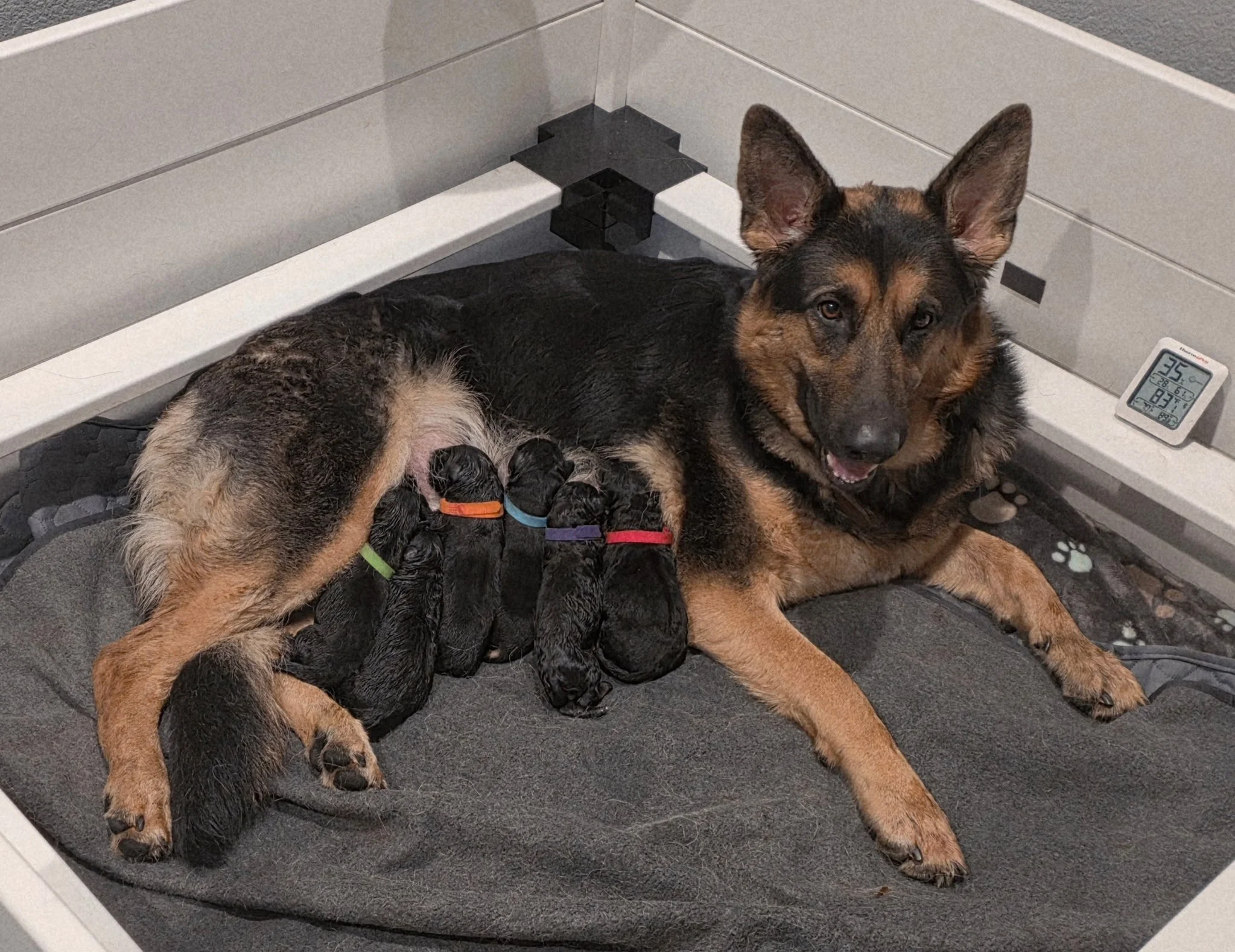 Tessa & Bull pups are here!  3 males are available! 3 females are reserved.