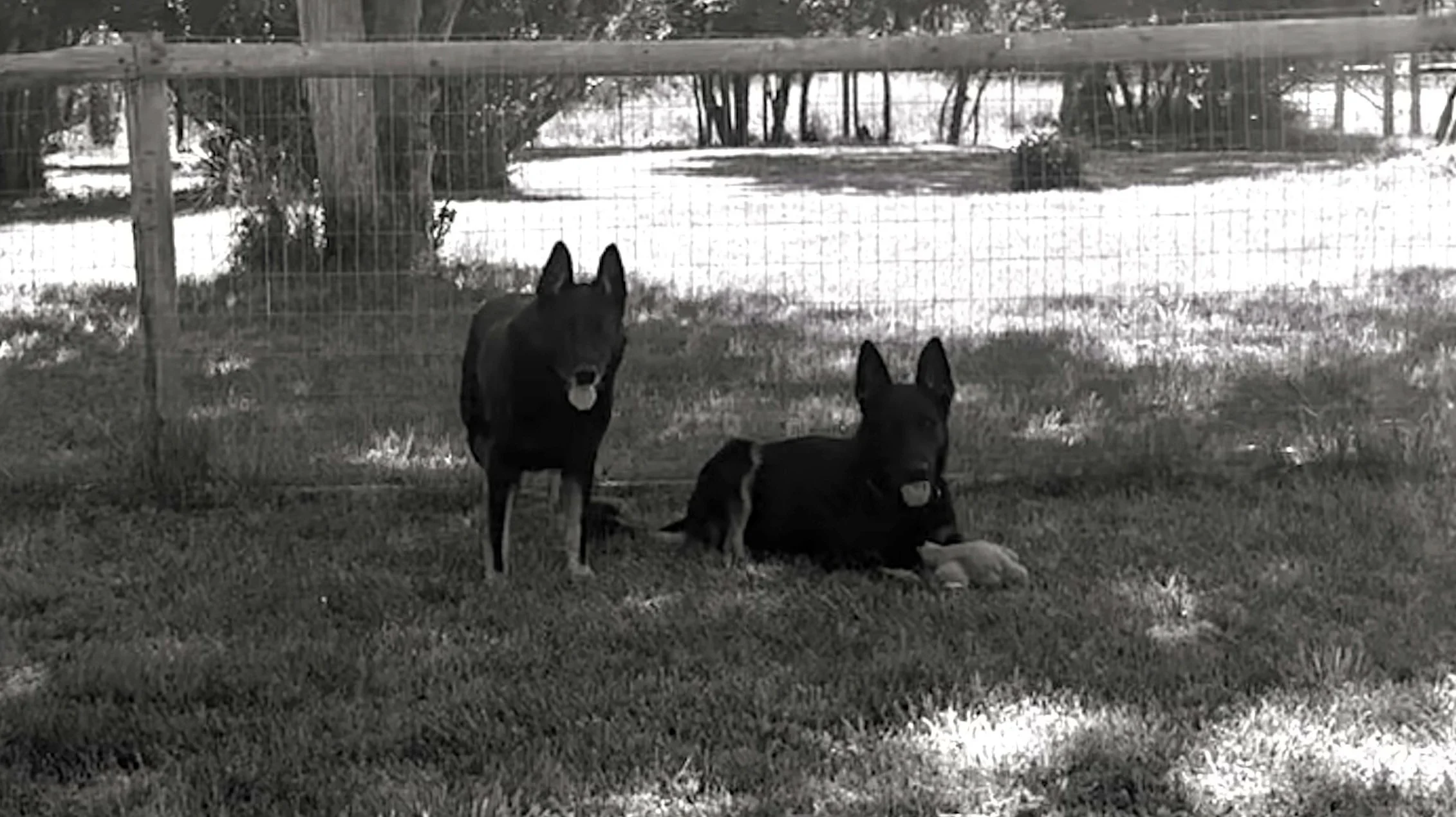 Happy Father's Day!  Especially to these wonderful guys (Xurk 13 yrs old and his son Jack (almost 2 yrs).
