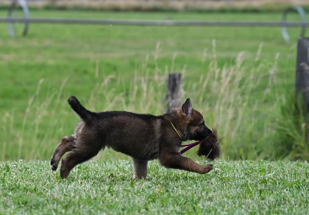 Yellow collar female