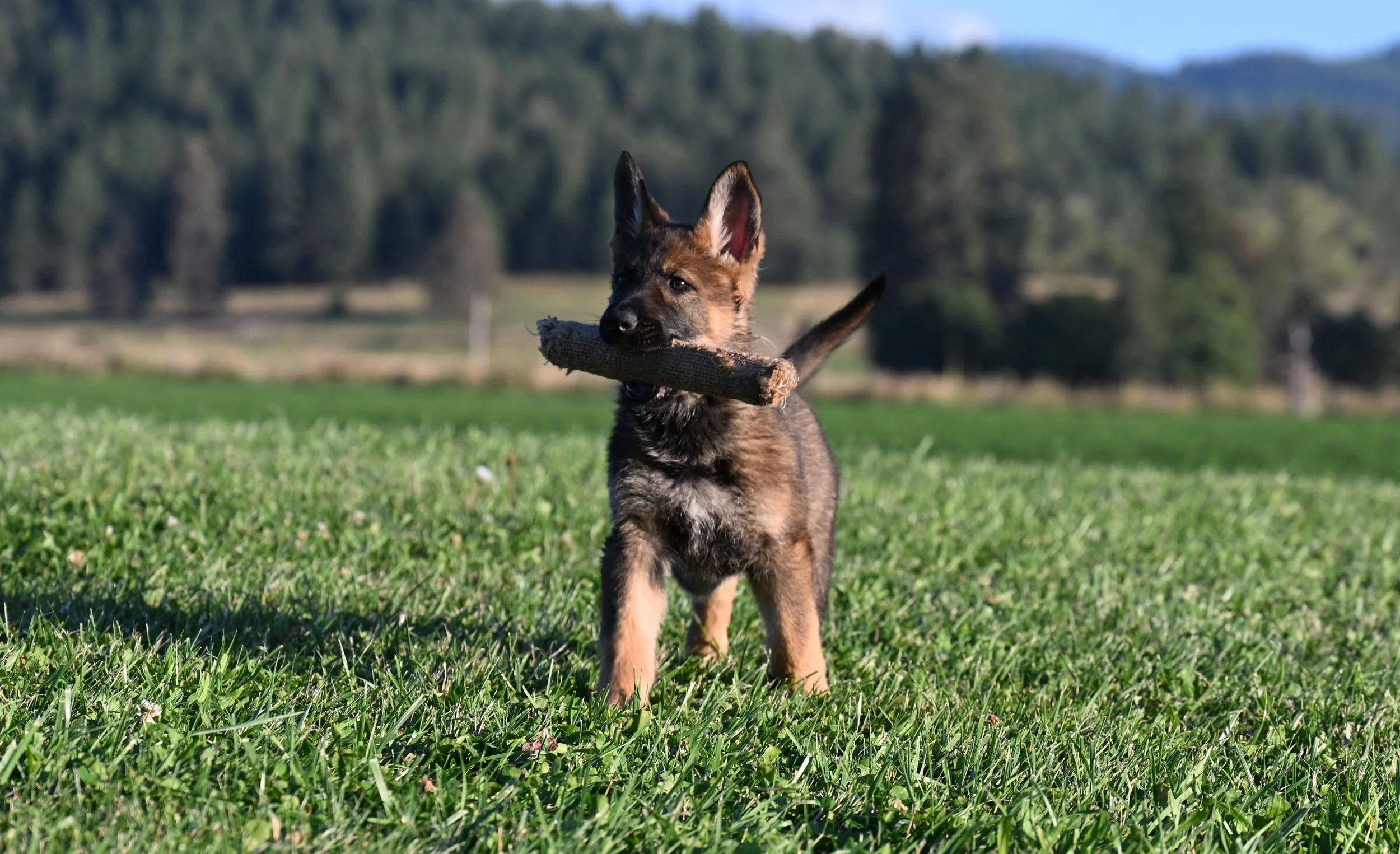 Lovely and lively female with much potential.