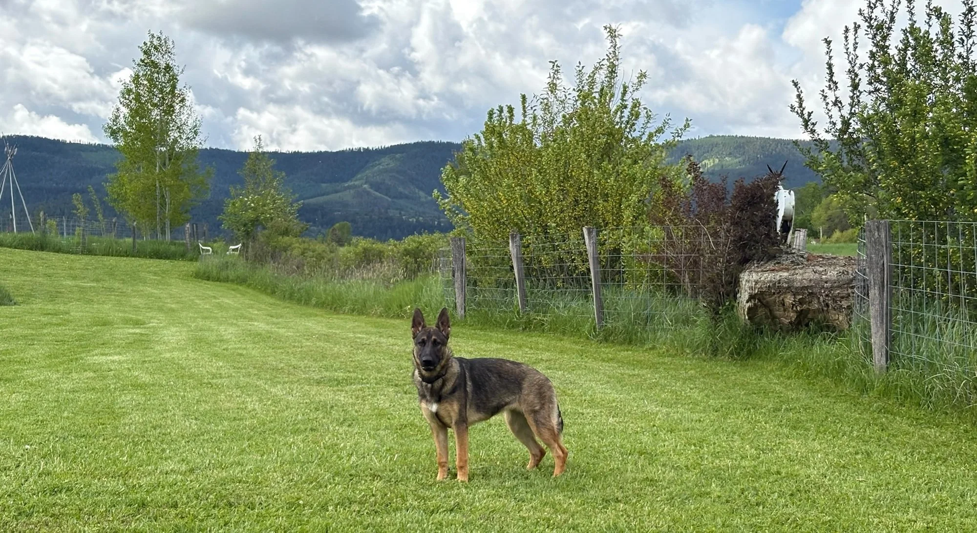 Monet, 7.5-month-old of exceptional pedigree. Daughter of renown PSD Donner & Dalai of Sapphire Mountain, our IGP 1 daughter of 2 x World Champion Qvido.