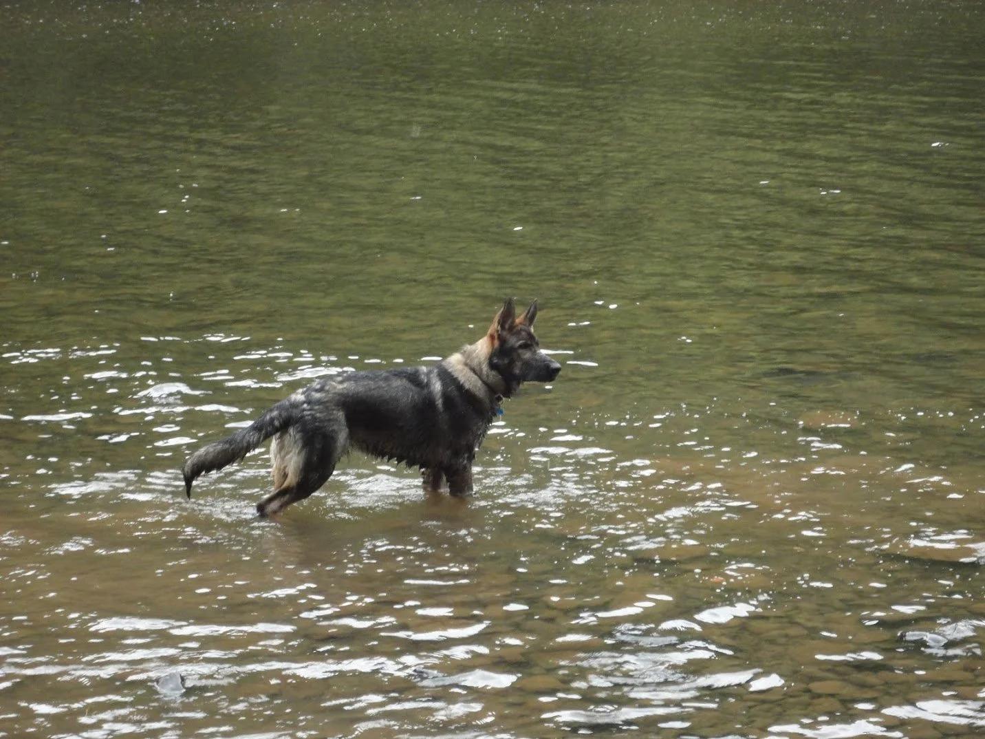 Mavrick, owner writes;  He's doing great!  He knows hier, platz, sitz, and warten.  I've been teaching him to track, and he took to that like a duck to water.   I take him for a walk on a local nature trail almost every day, and he stops and sits whe