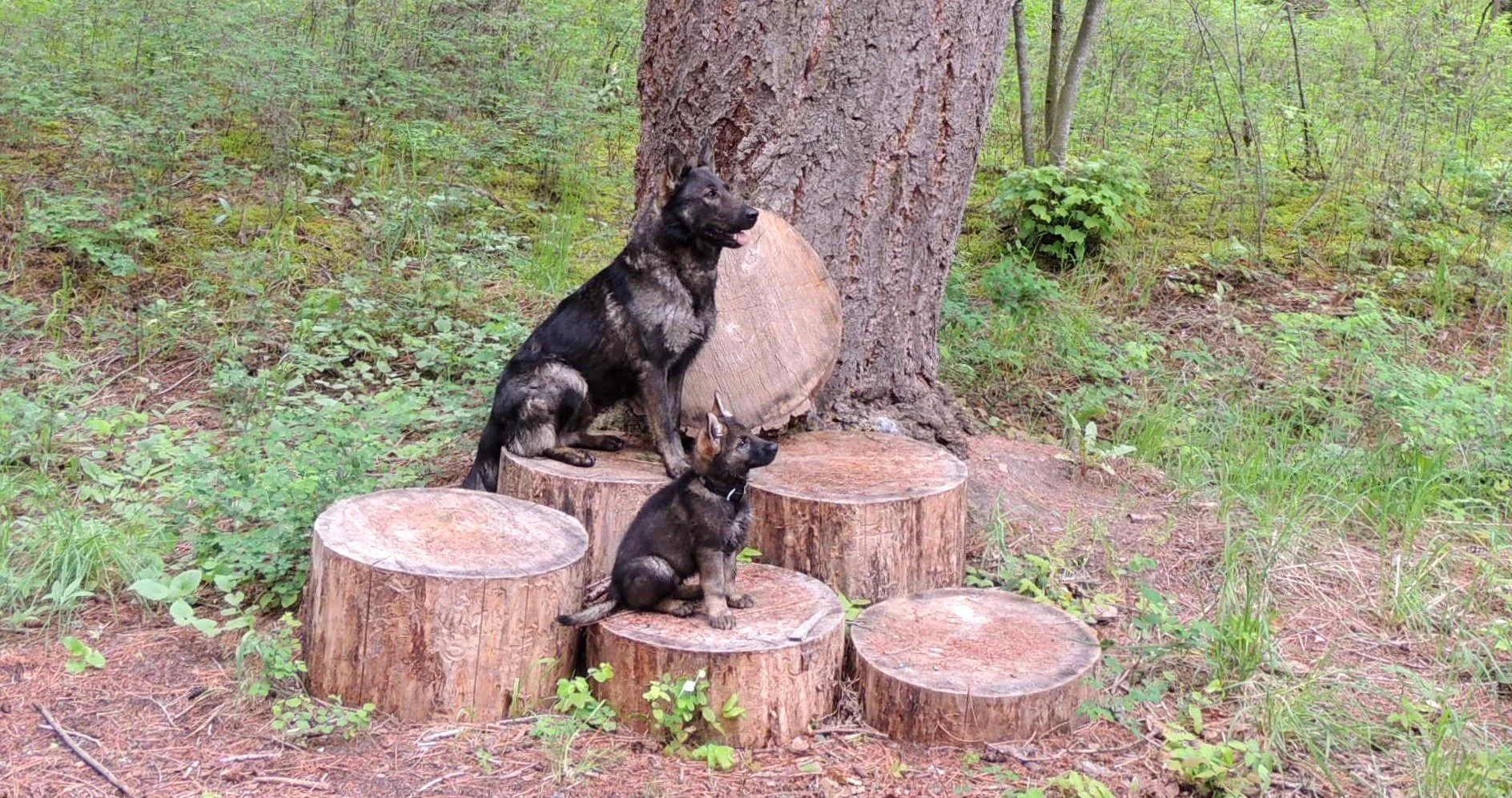A favorite photo of Ulka & her pup who is now SAR Cadaver 1 certified under Tri-State standards. Not an easy test especially at 14 months of age.