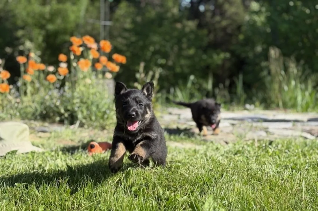  A lovely female pup belonging to a very vibrant litter from Jack & Ulka! 